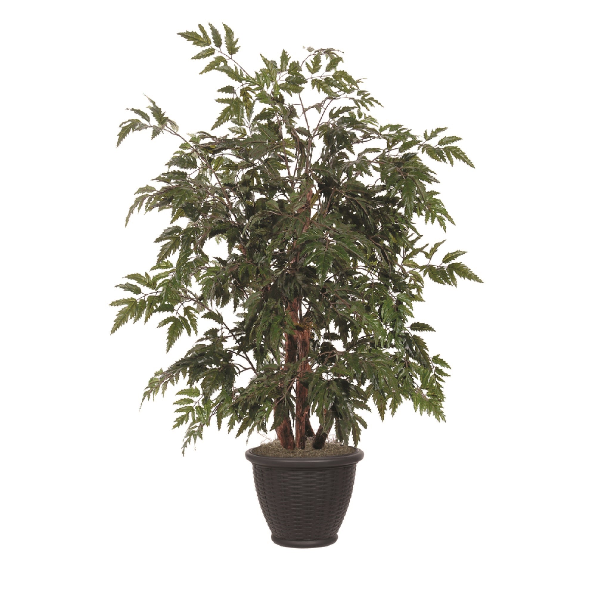 4' Ming Aralia Bush in Brown Plastic Pot
