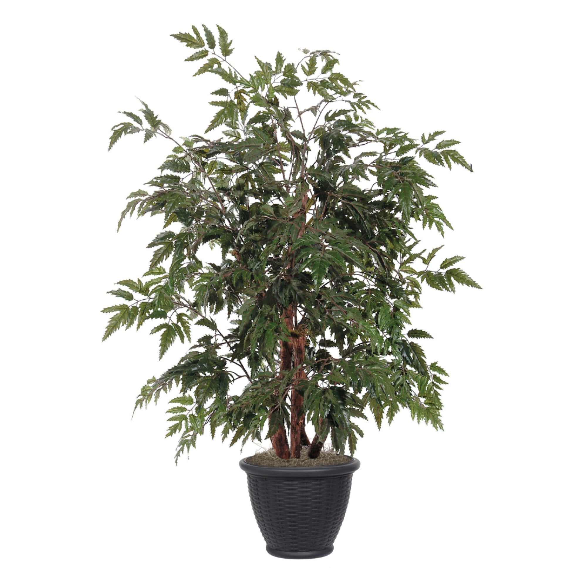 4' Ming Aralia Bush in Gray Plastic Pot
