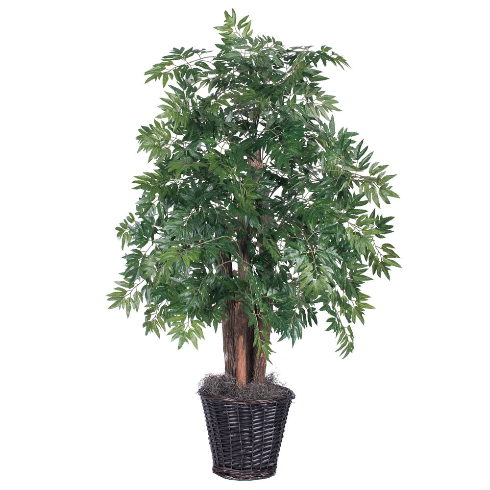 Vickerman 4' Ming Aralia Bush - TBU0640