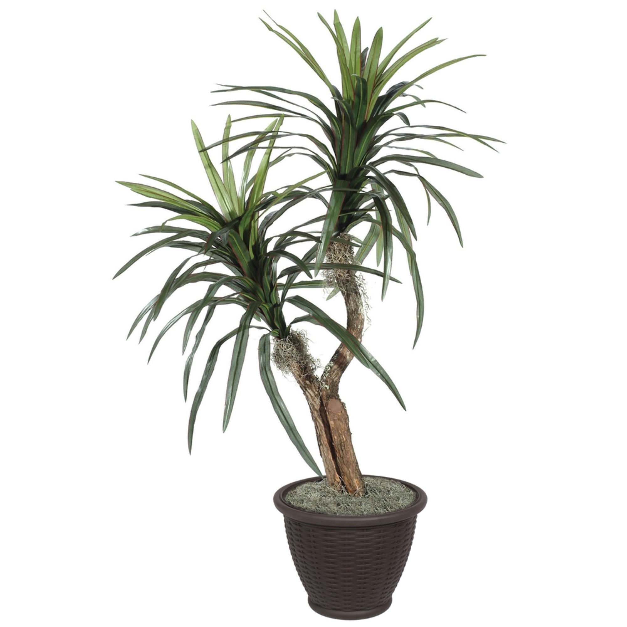 4' Marginata Bush in Plastic Container