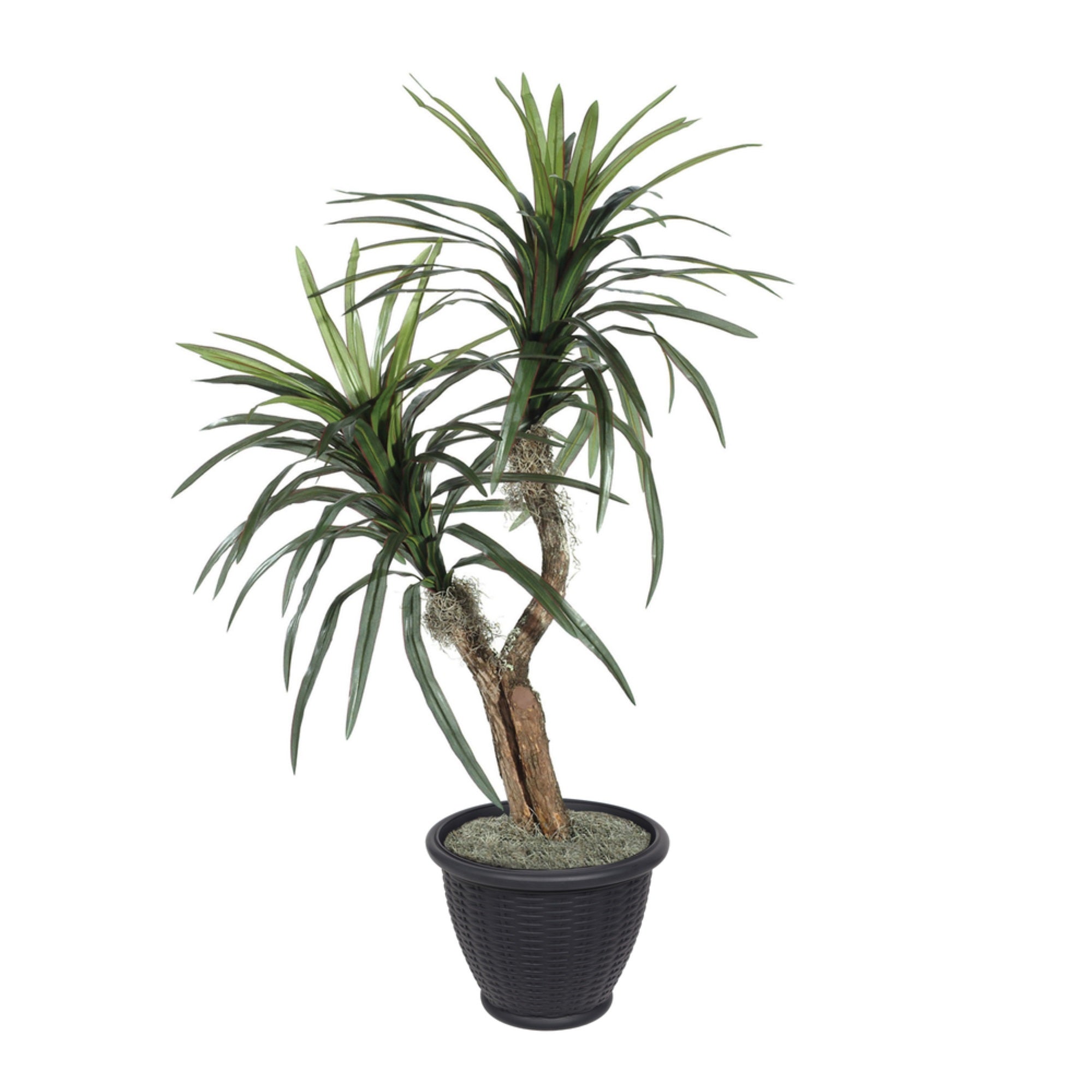 4' Marginata Bush in Gray Plastic Pot
