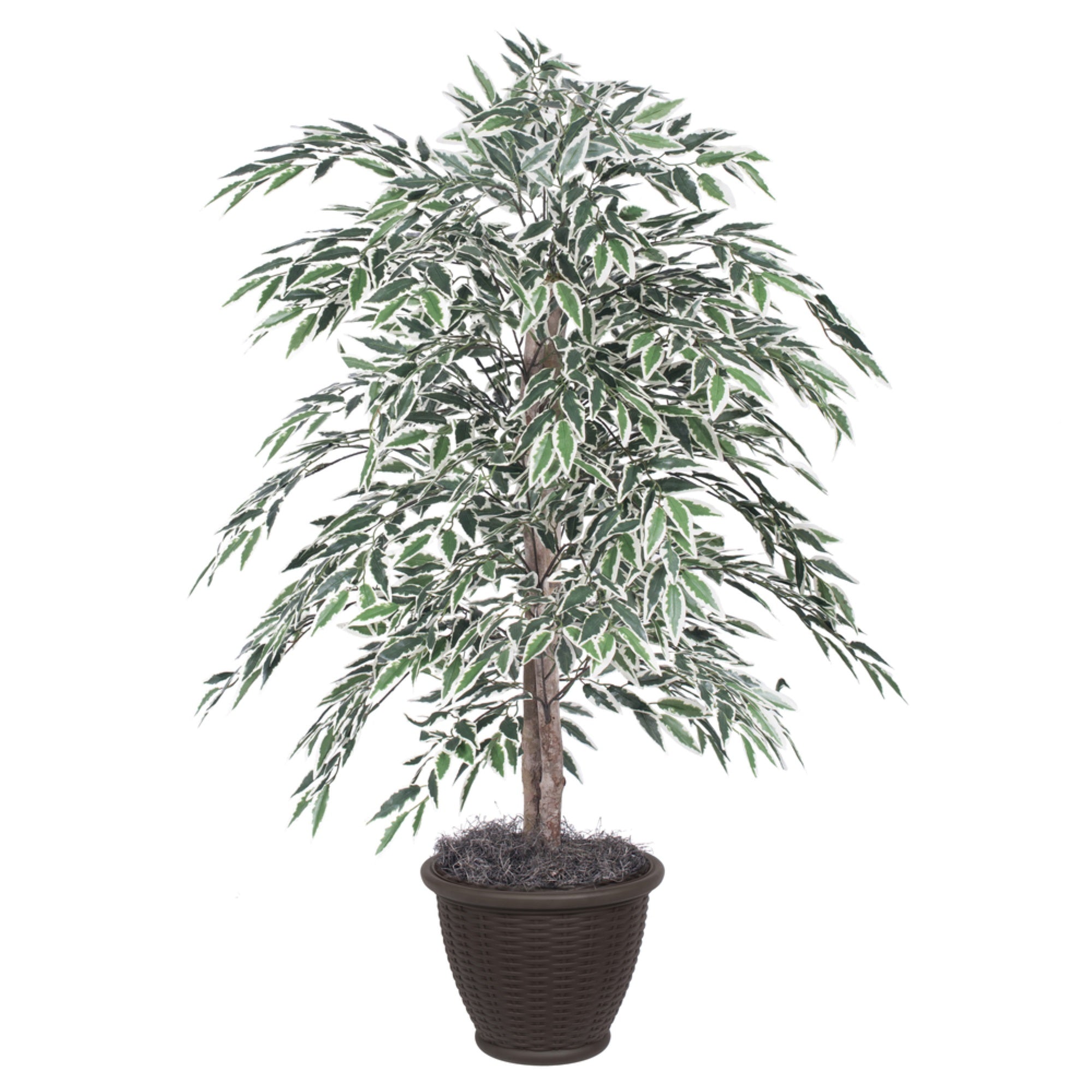 4' Variegated Smilax Bush in Container