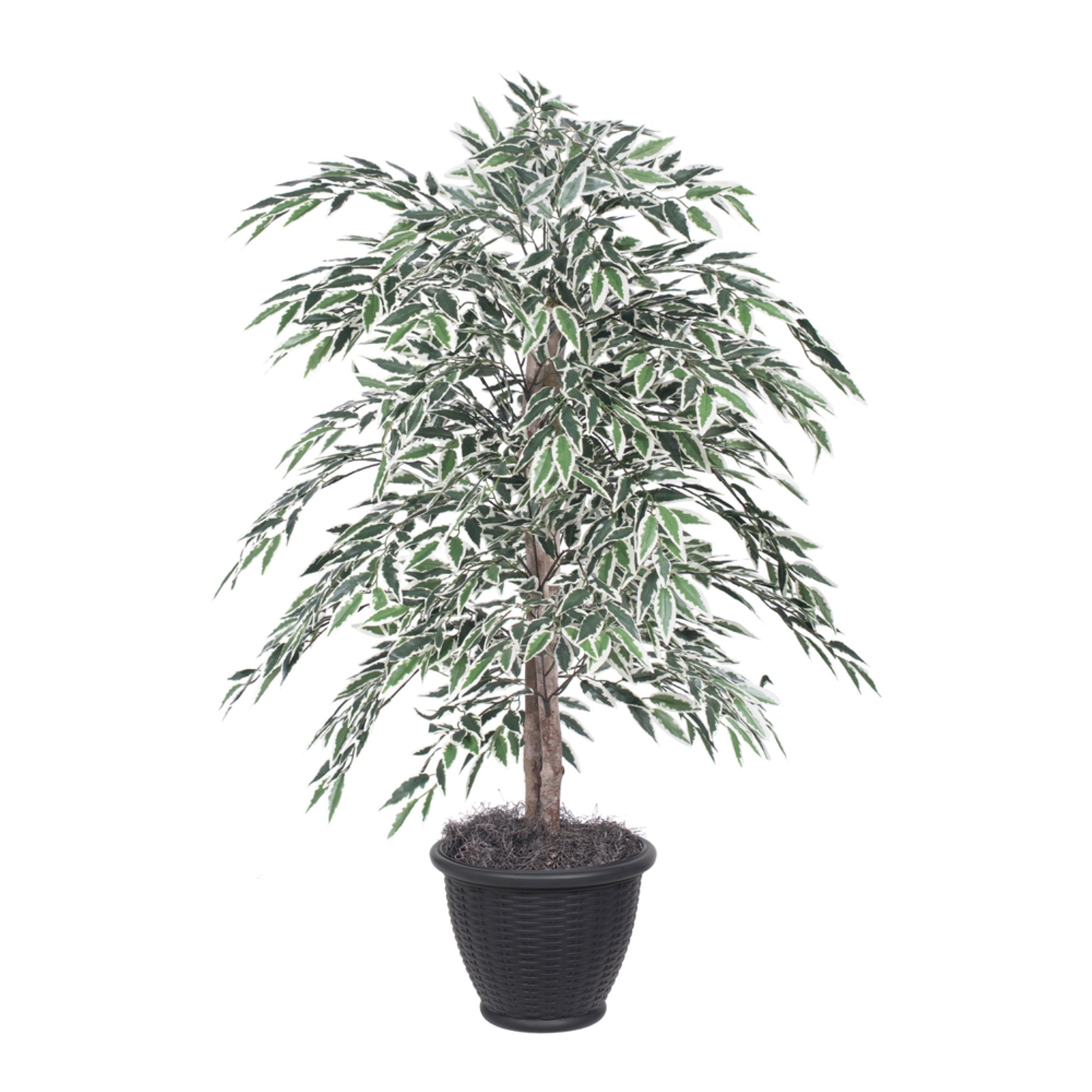 4' Variegated Smilax Bush in Gray Pot
