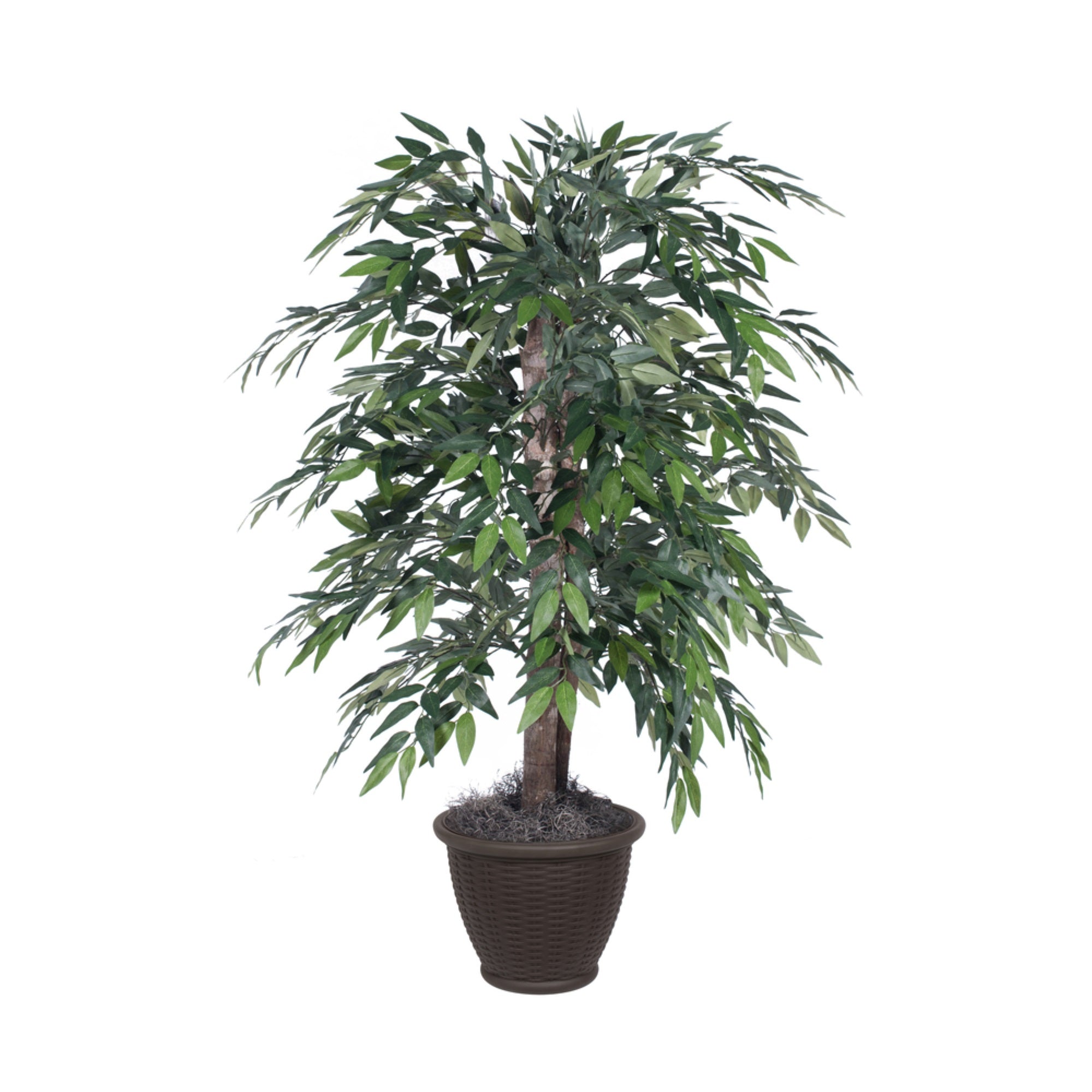 4' Green Smilax Bush in Brown PlasticPot