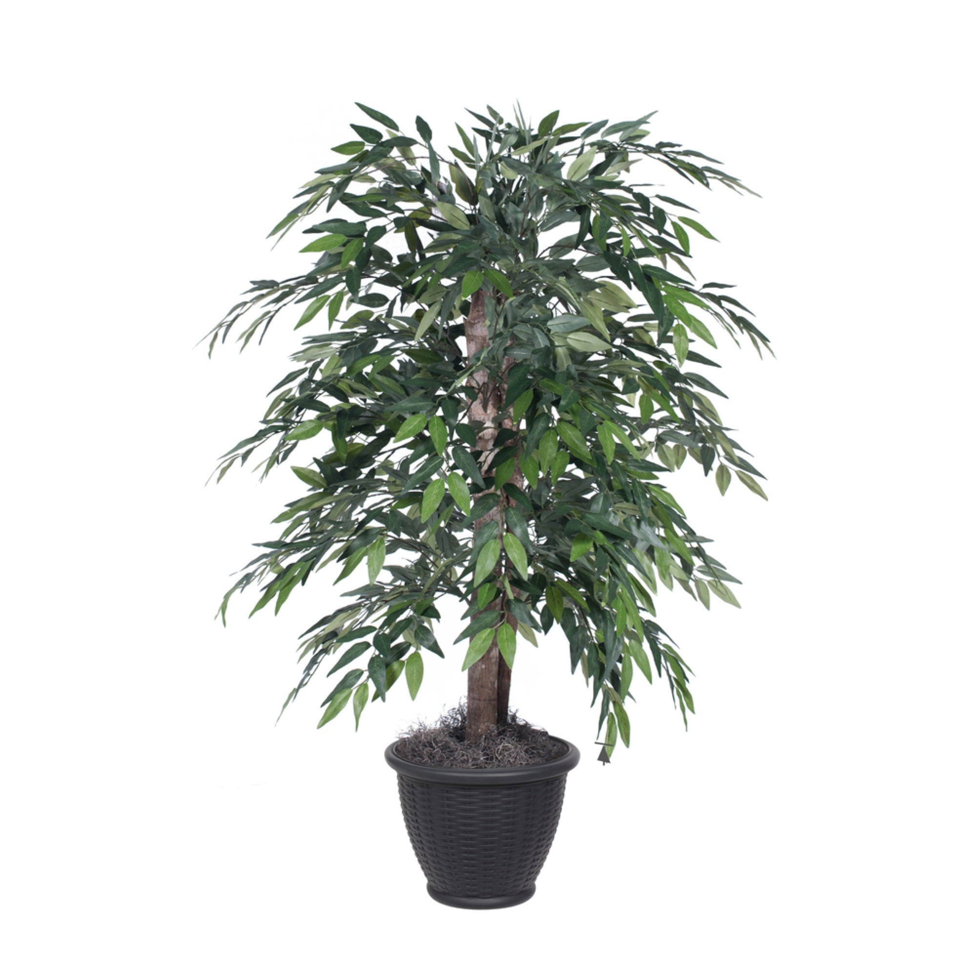 4' Green Smilax Bush in Gray Plastic Pot