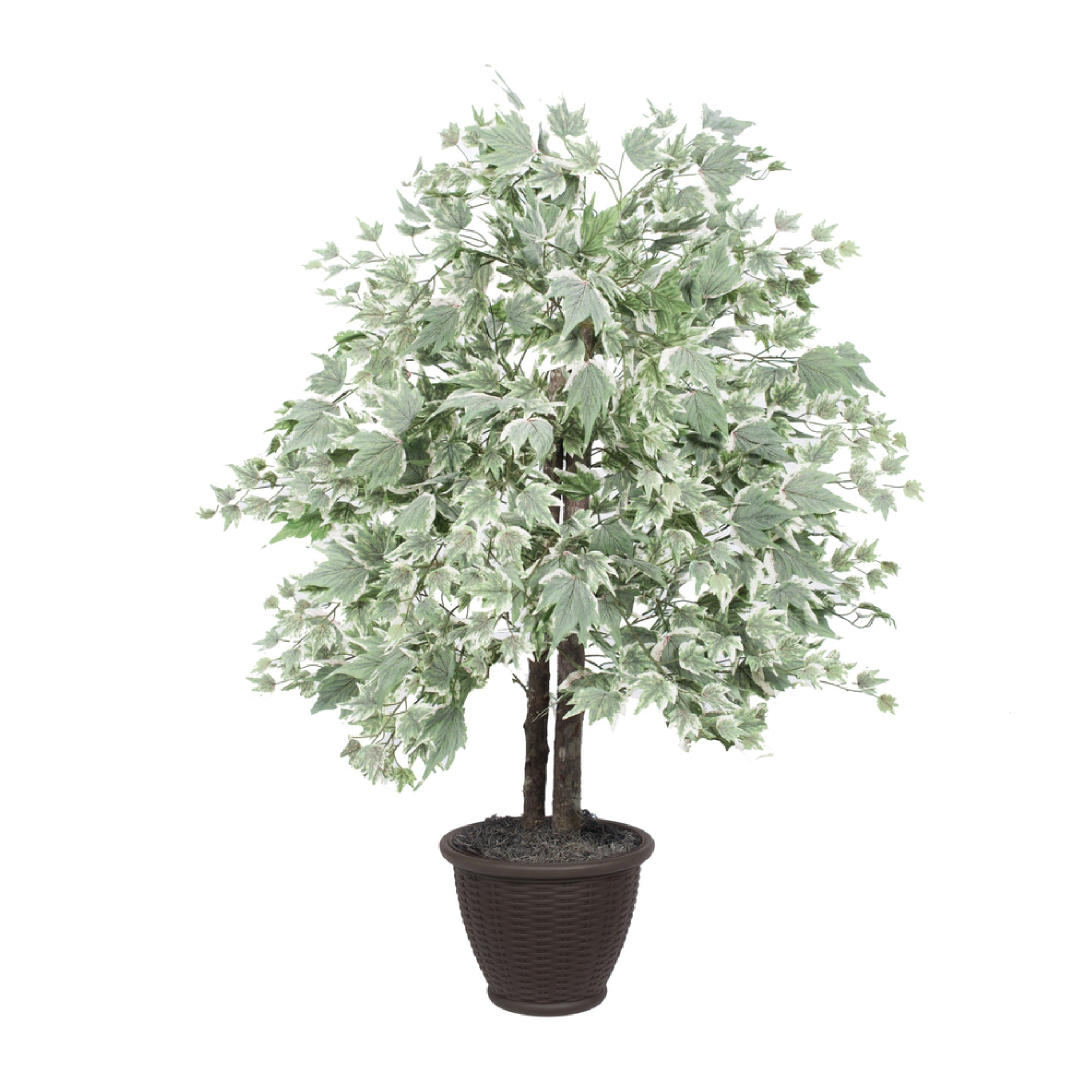 4' Silver Maple Bush in Plastic Contain
