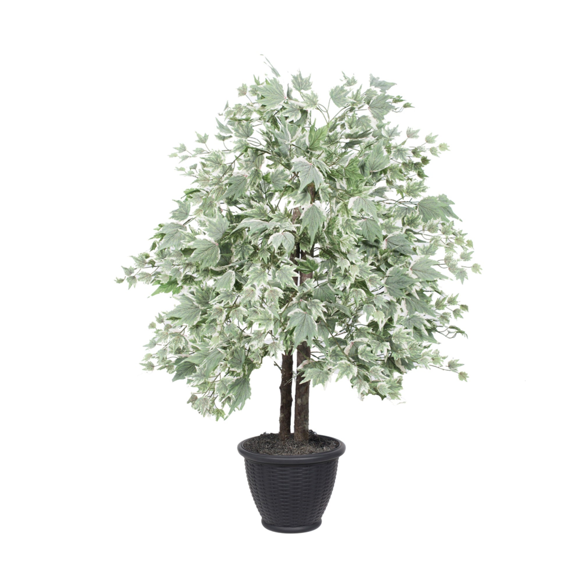 4' Silver Maple Bush in Gray Plastic Pot