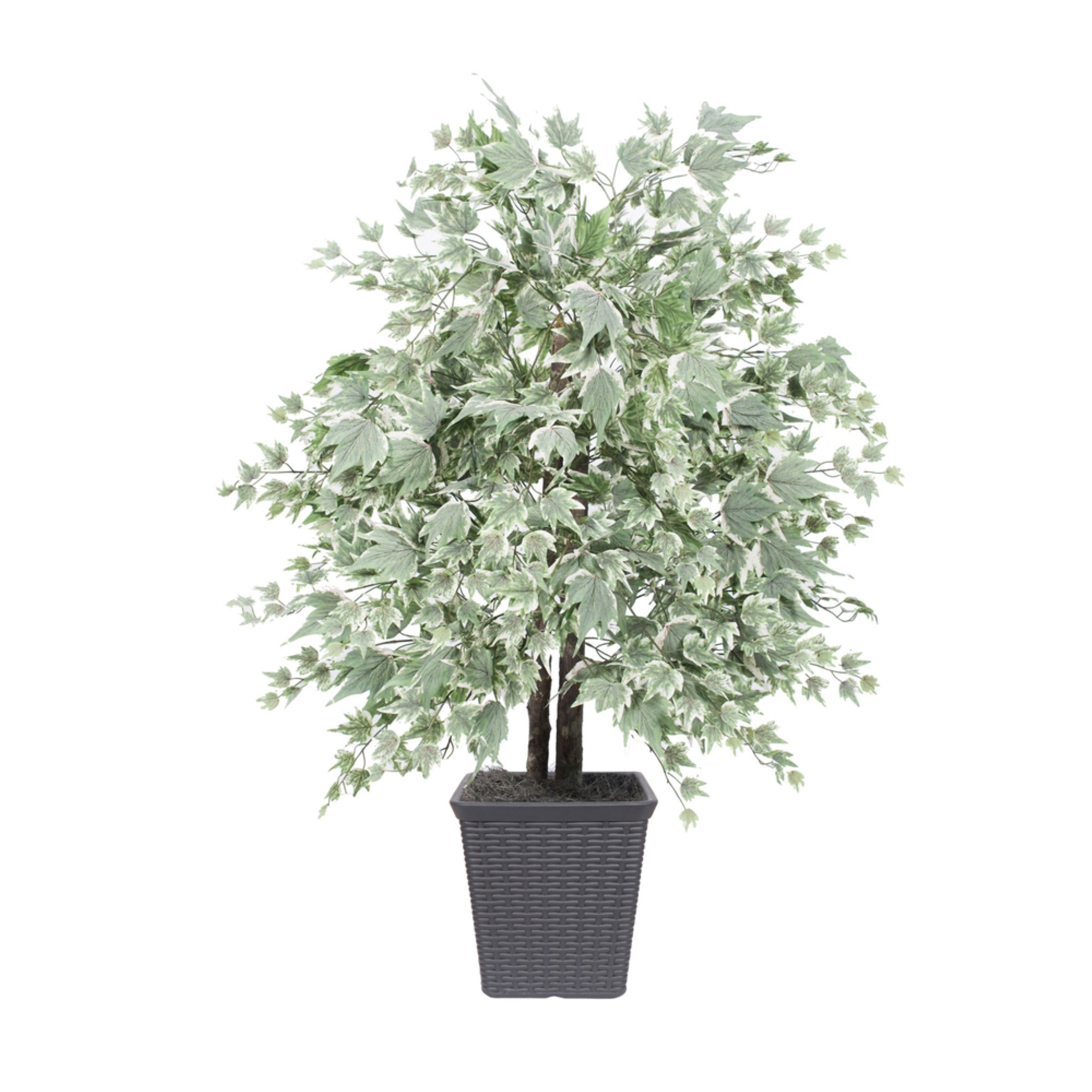 4' Silver Maple Bush Square Gray Cont
