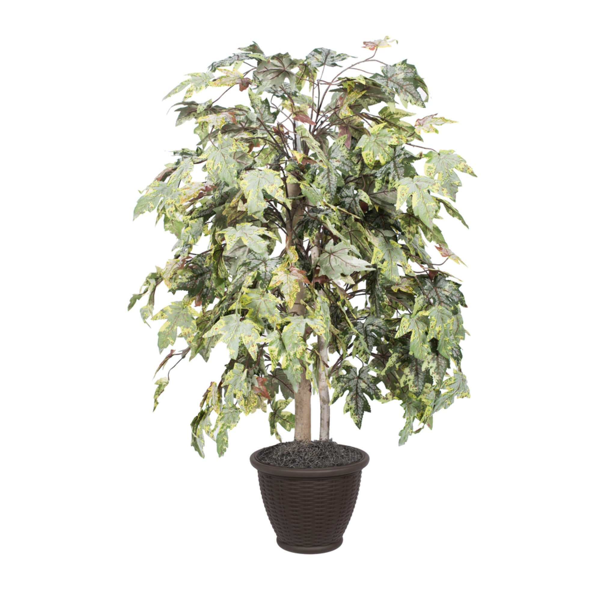 4' Frosted Maple Bush in Plastic Contain