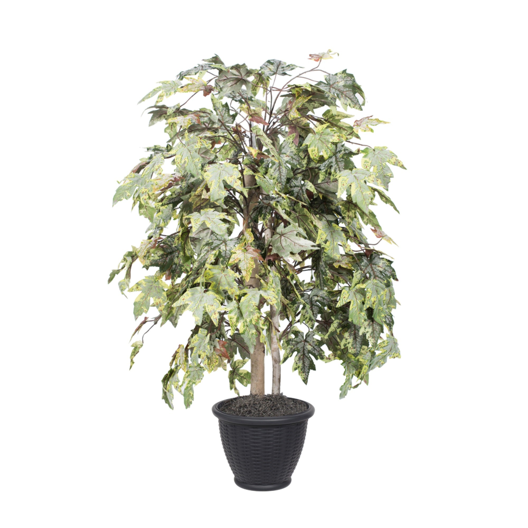 4' Frosted Maple Bush in Gray Pot