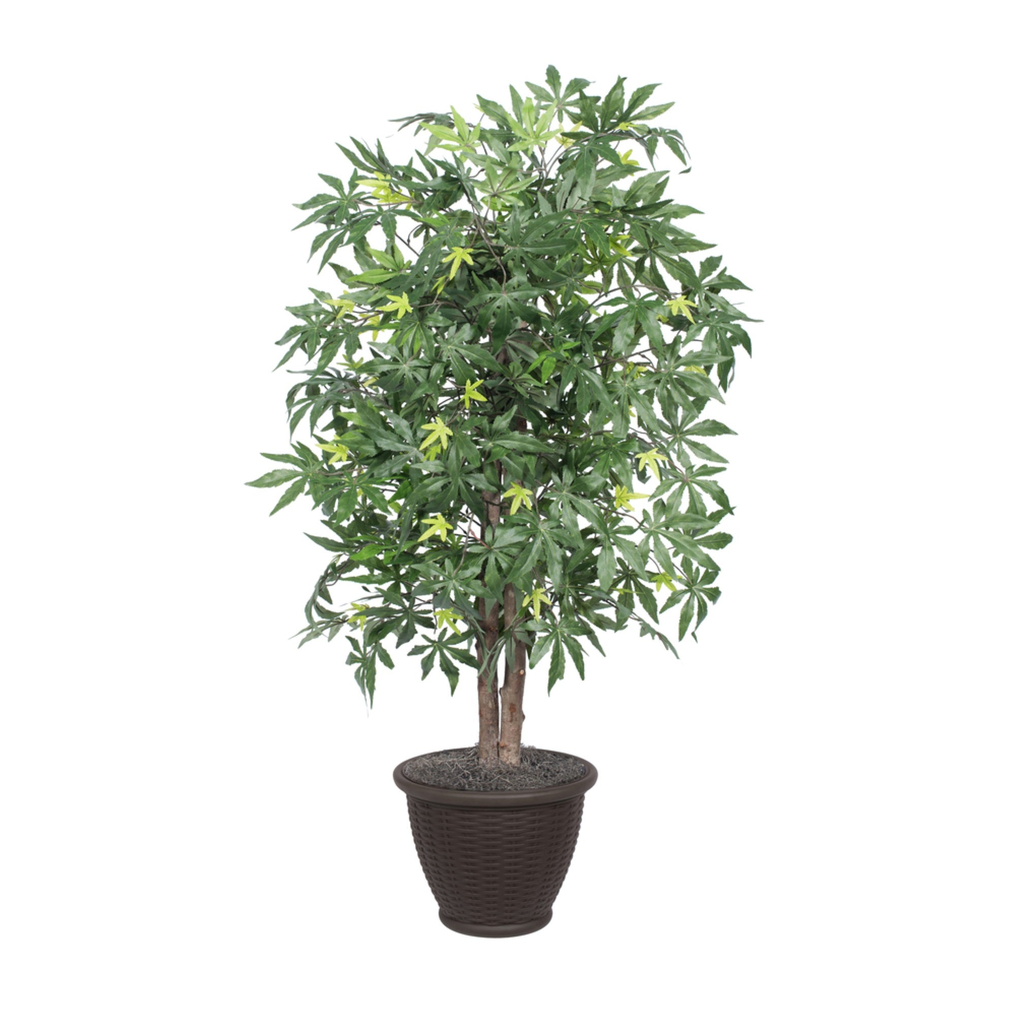 4' Japanese Maple Bush in Plastic Cont
