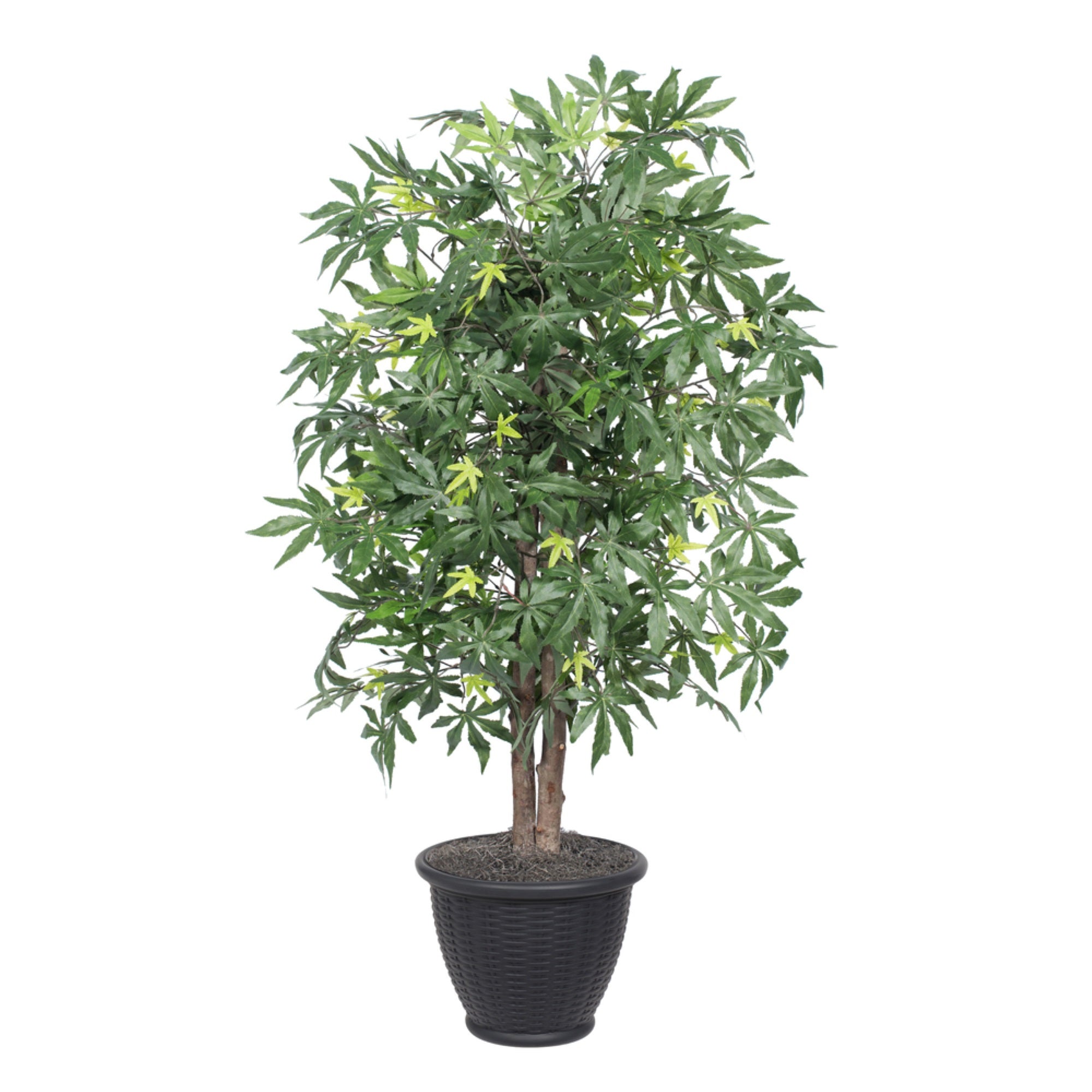 4' Japanese Maple Bush in Gray Pot