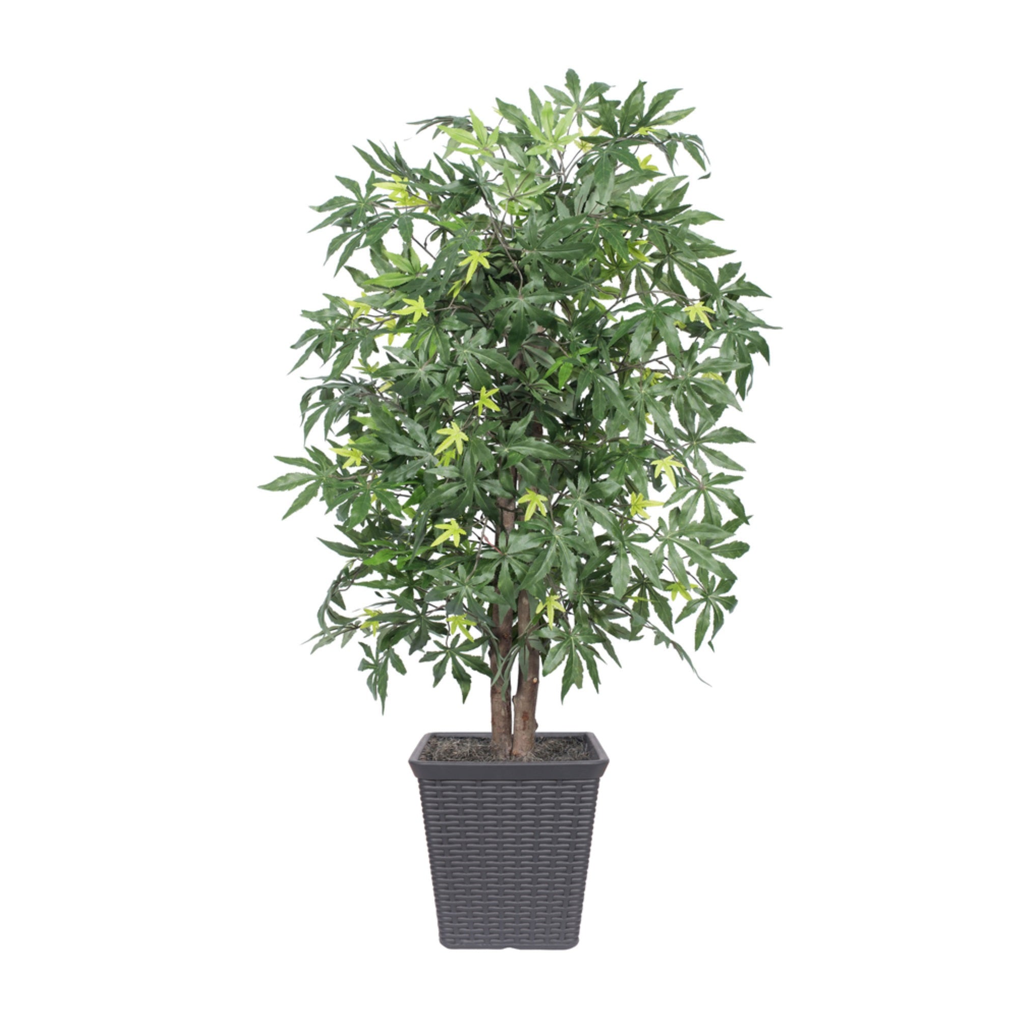 4' Japanese Maple Bush Square Gray Cont