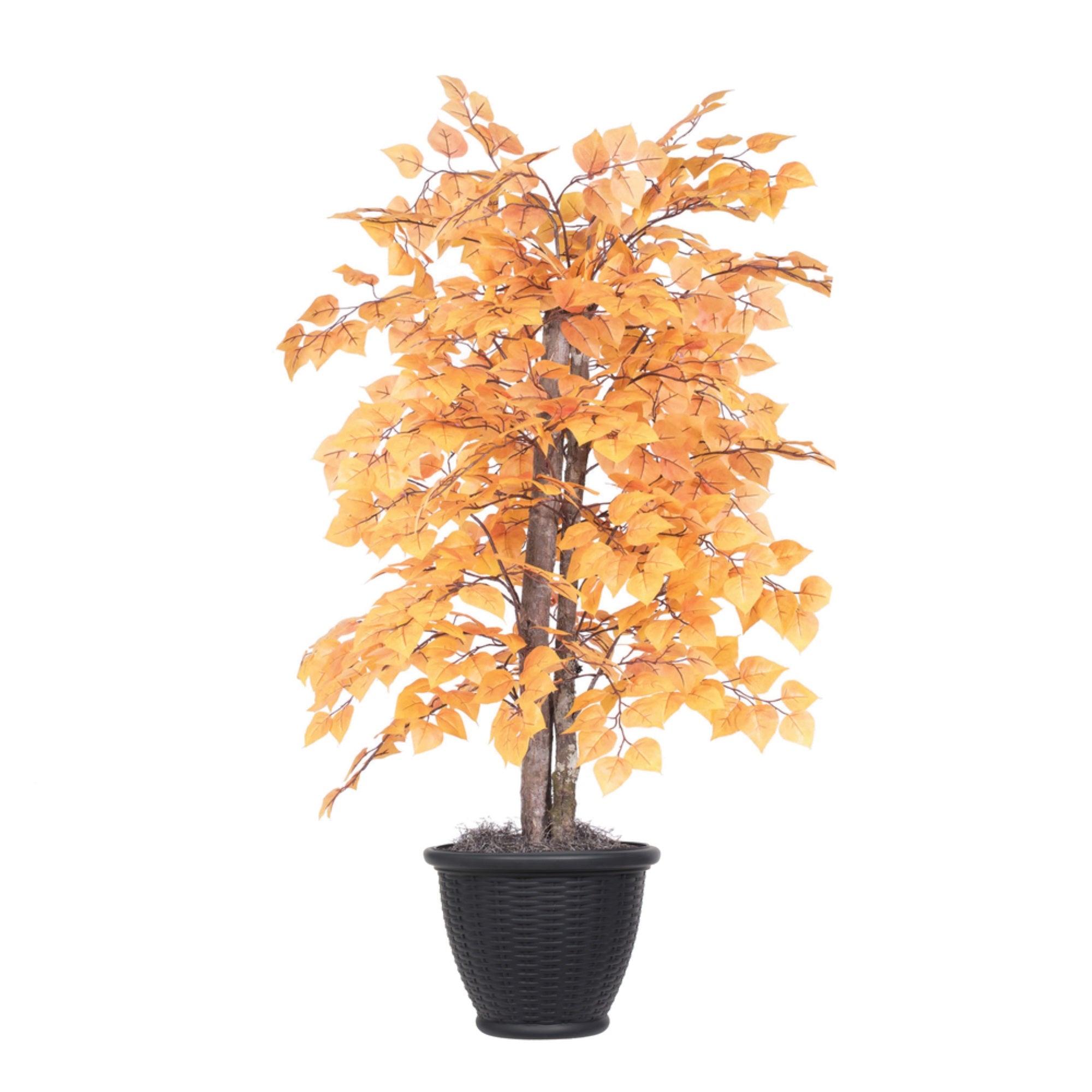 4' Golden Aspen Bush in Gray Plastic Pot