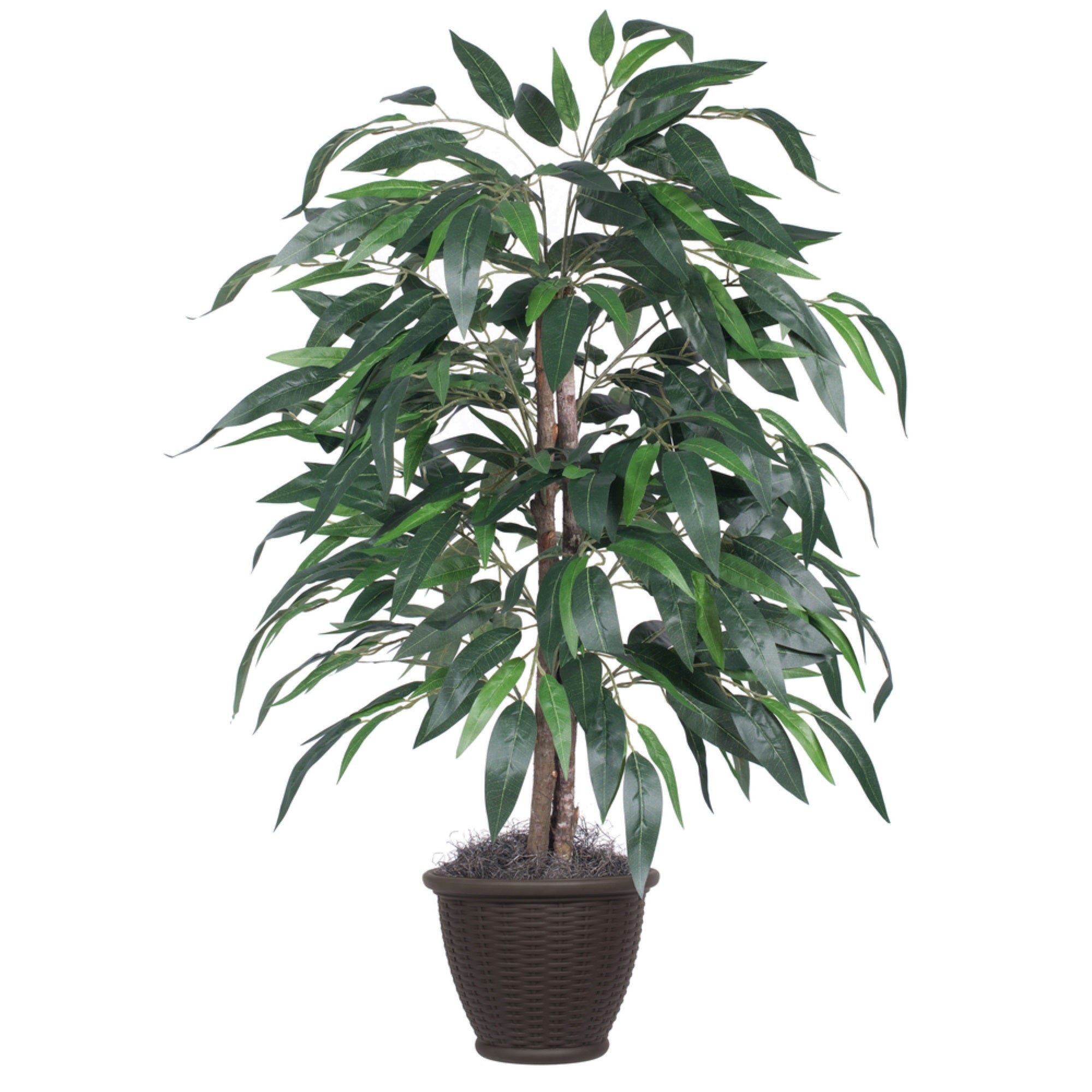 4' Mango Bush in Brown Plastic Pot