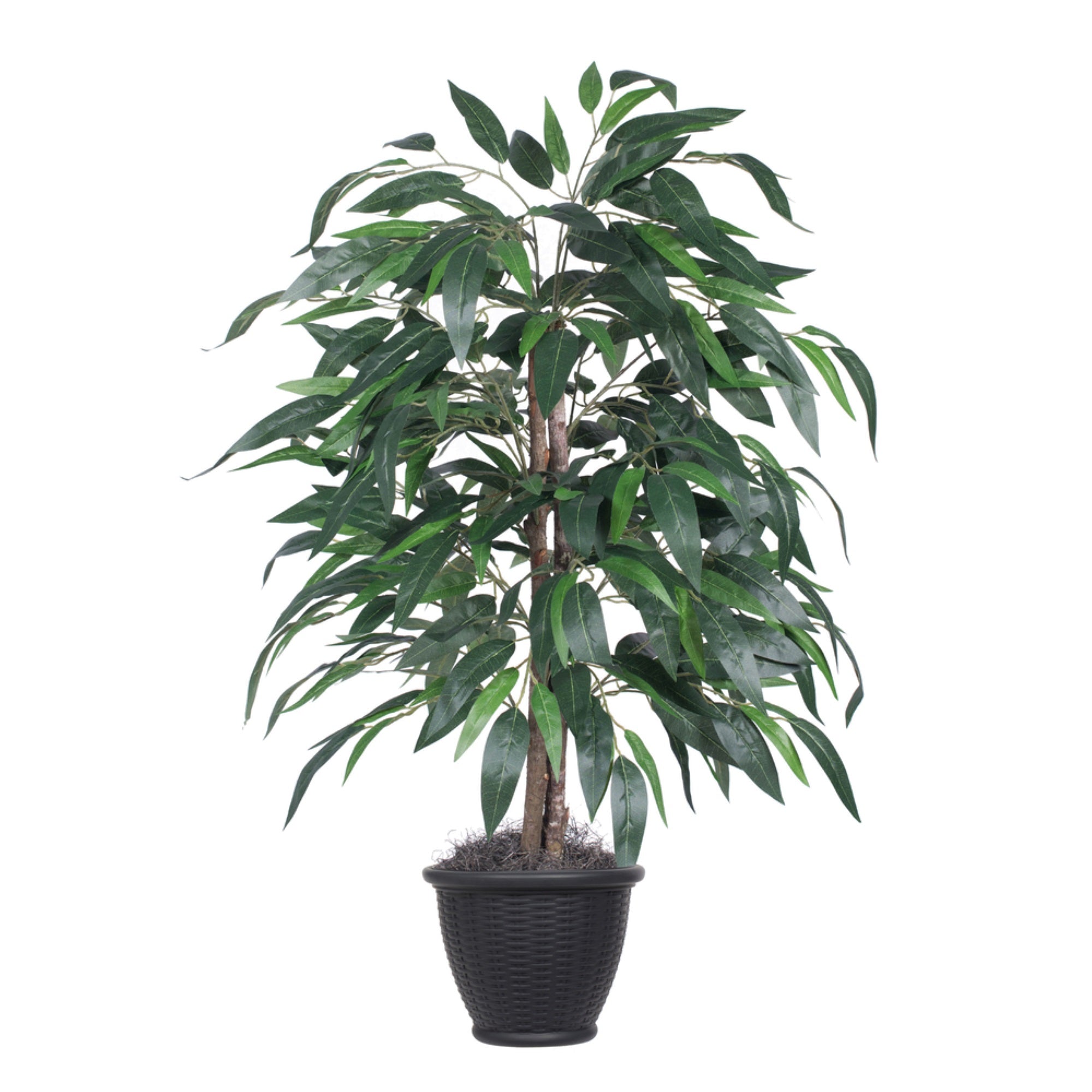 4' Mango Bush in Gray Plastic Pot