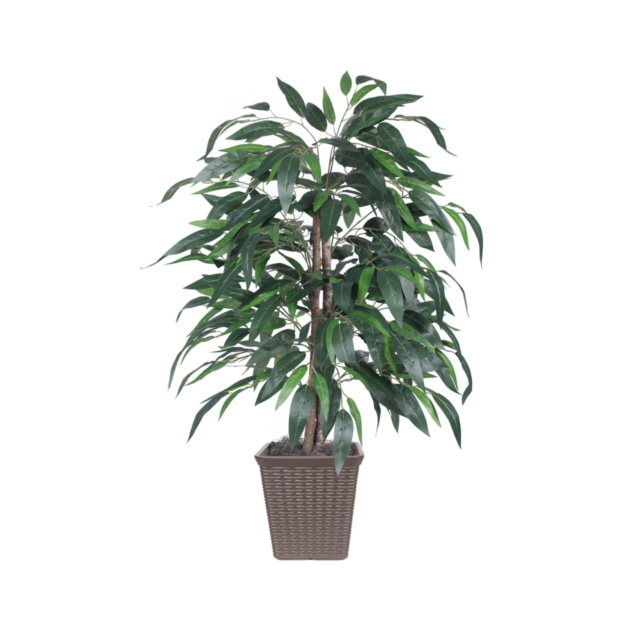 4' Mango Bush Square Brown Container