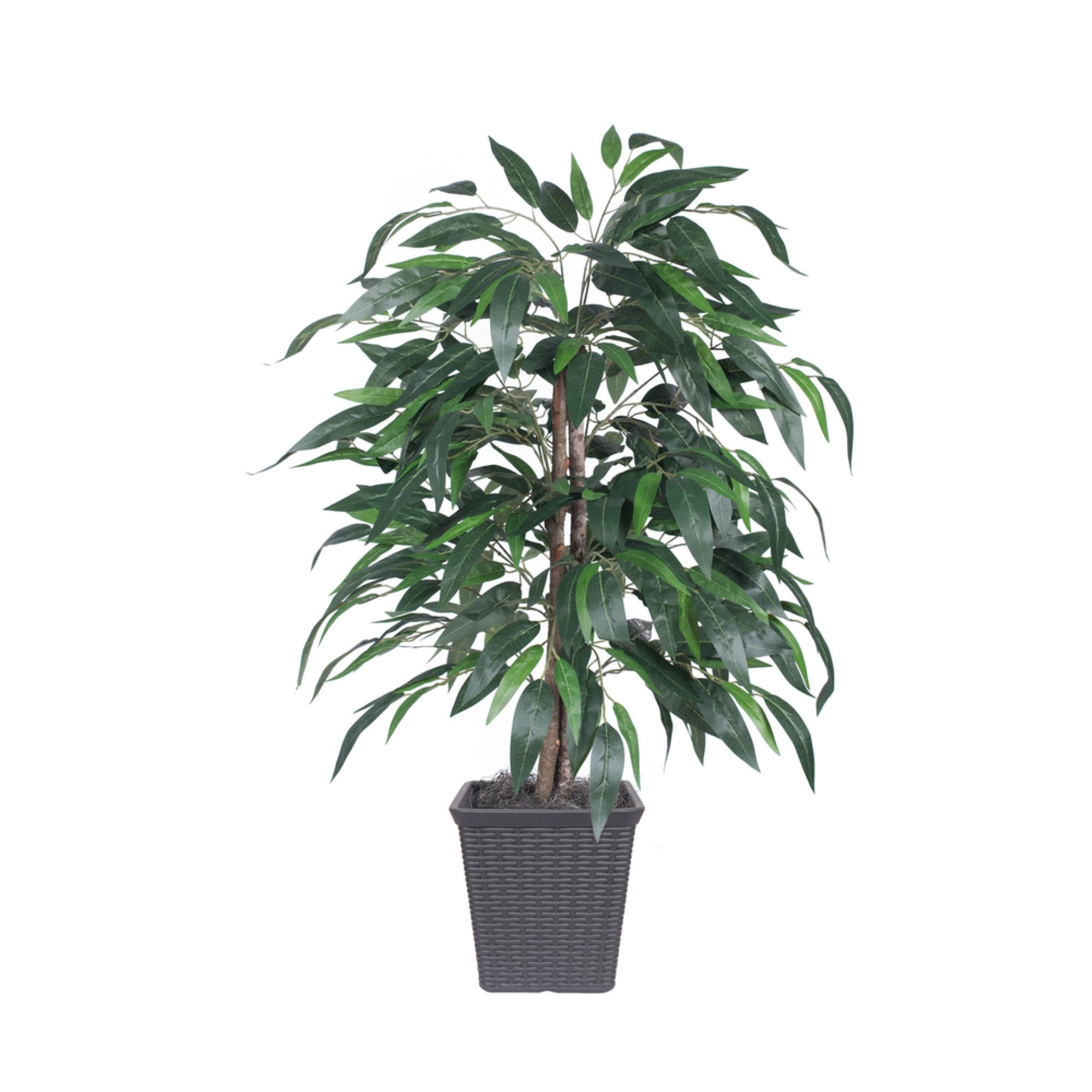 4' Mango Bush Square Gray Container