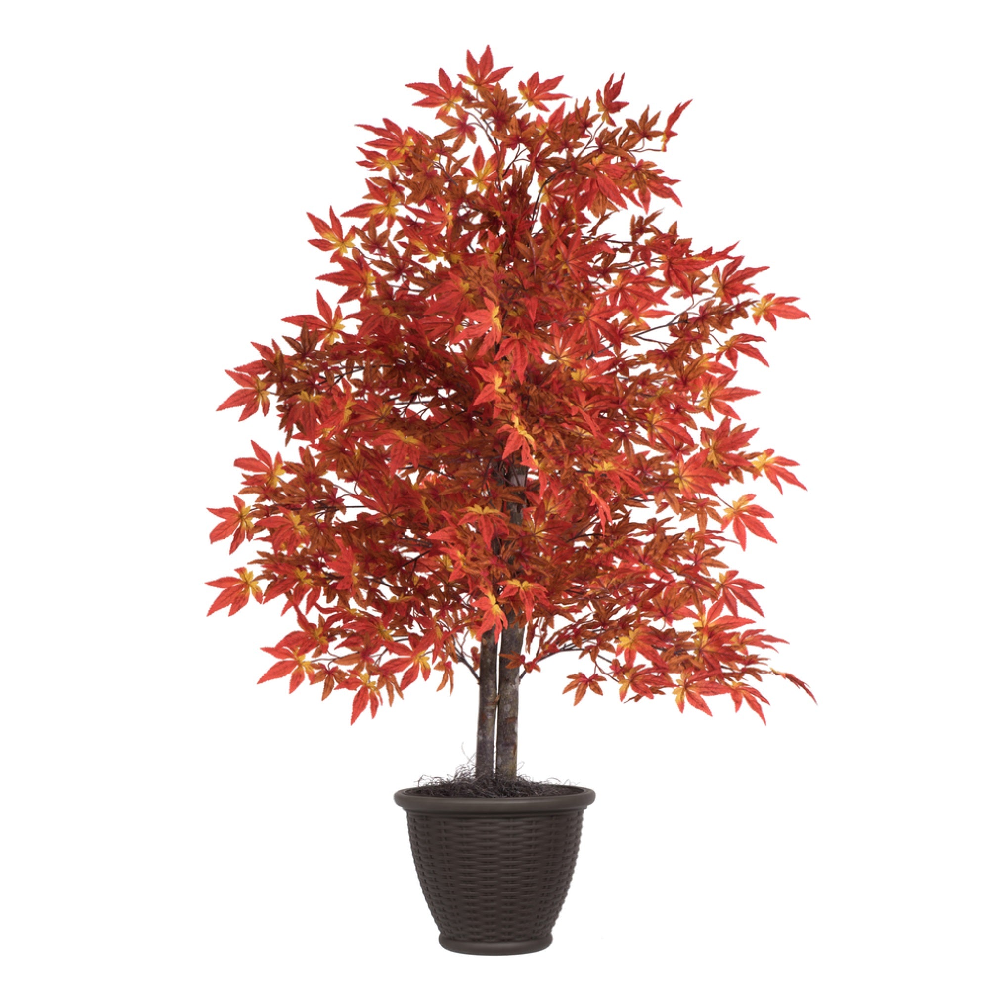 4' Orange Maple Bush in Plastic Contain