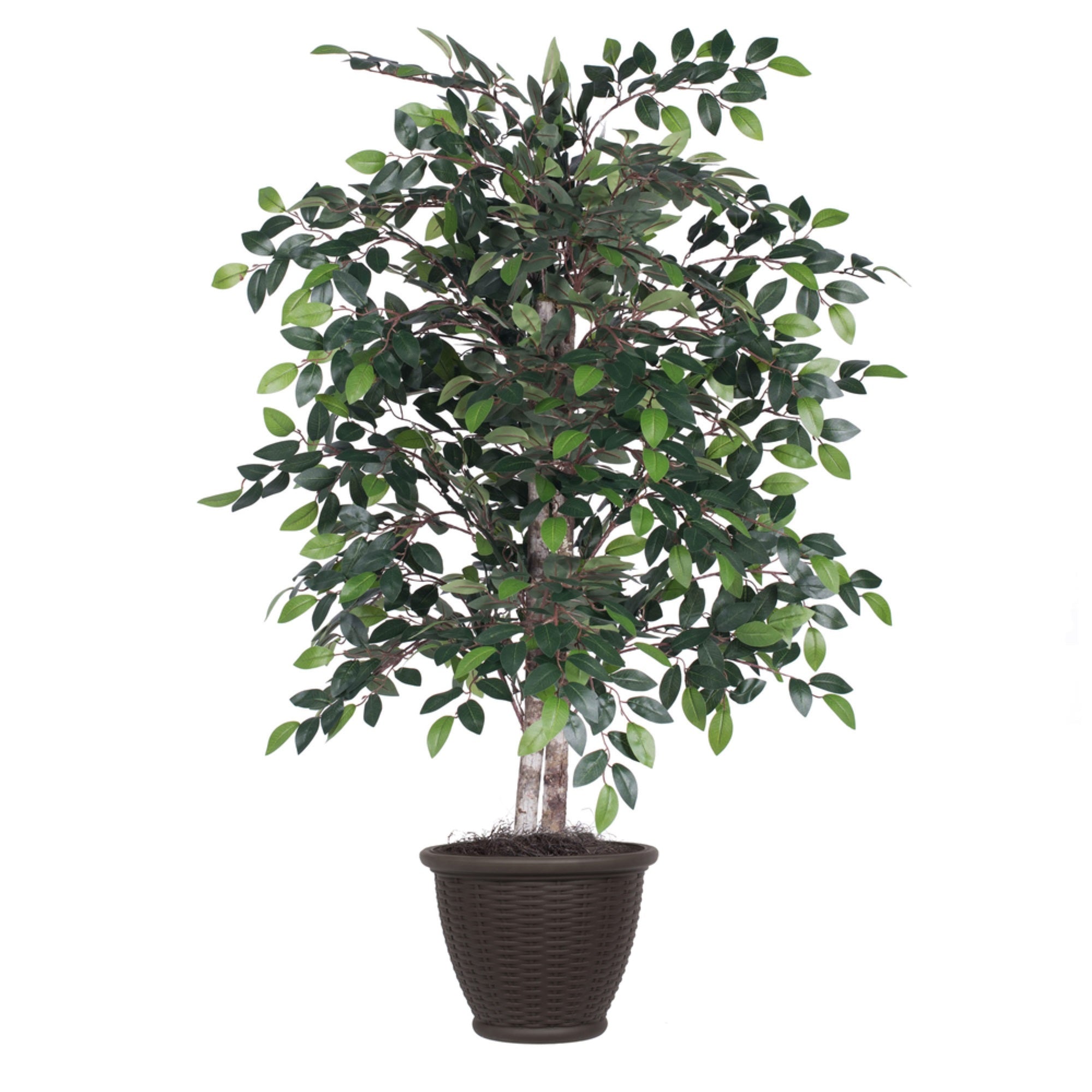 4' Mini Ficus Bush in Brown Plastic Pot