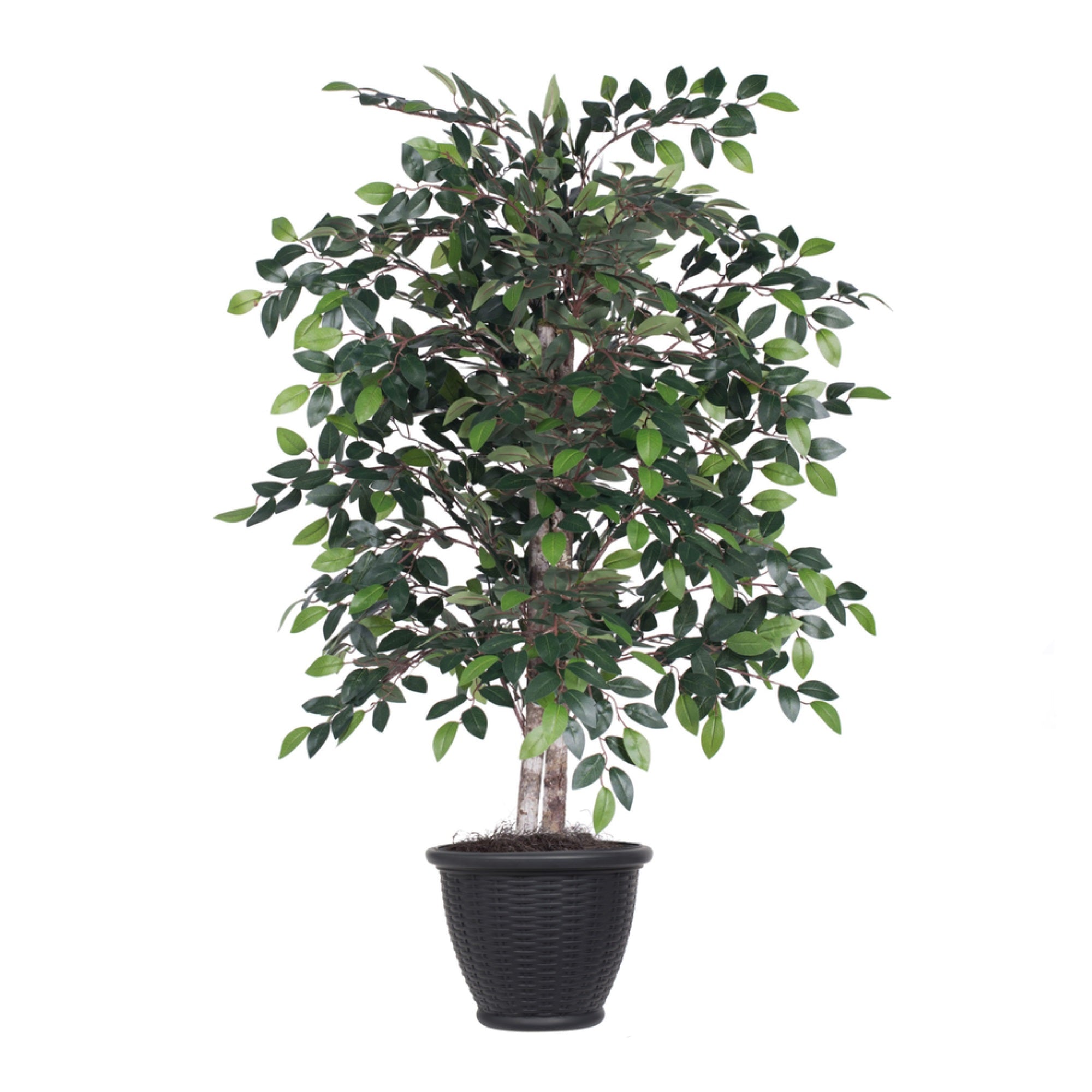 4' Mini Ficus Bush in Gray Plastic Pot