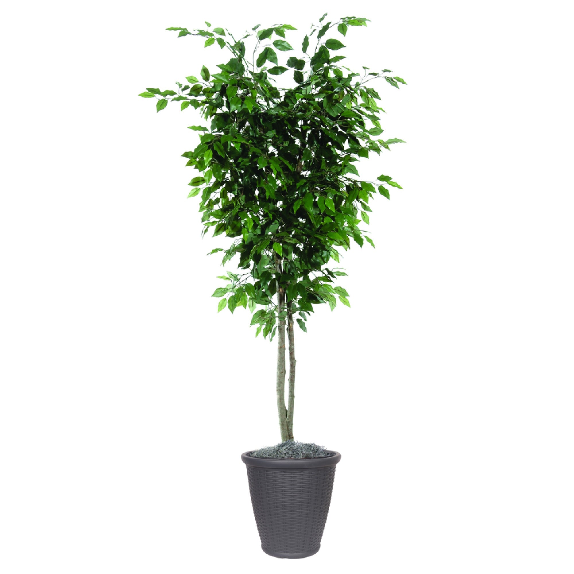6' Ficus Deluxe Round Brown Container