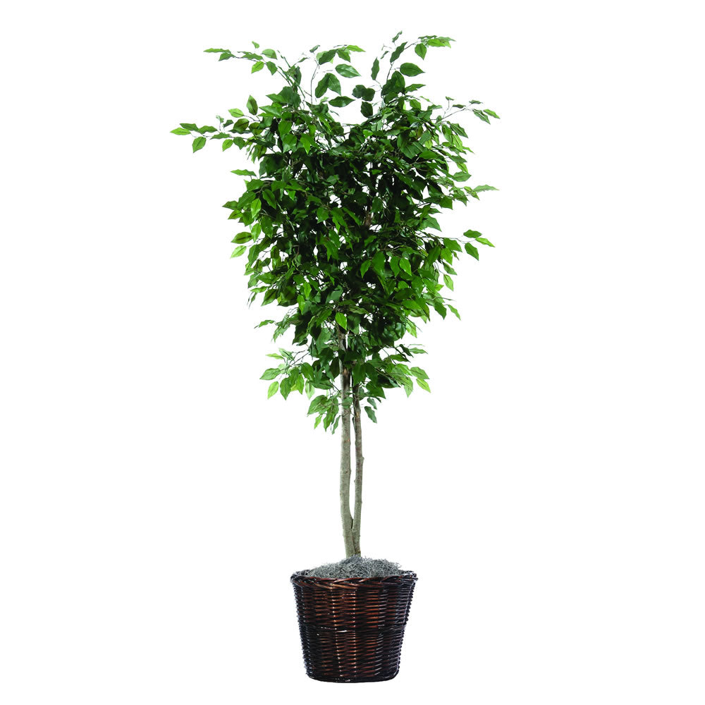 Vickerman 6' Ficus Deluxe - TDX0160