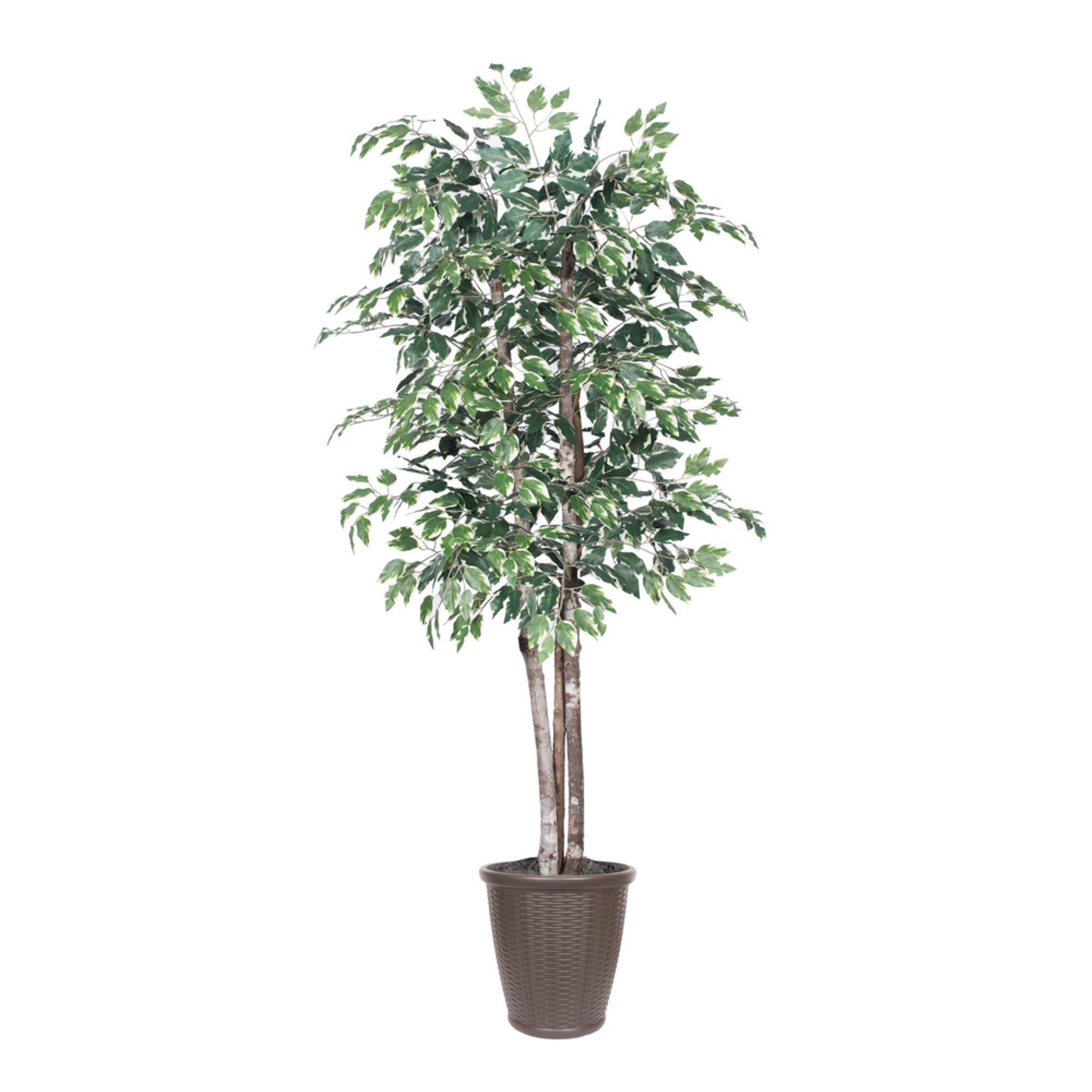 6' Variegated Deluxe Round Brown Cont
