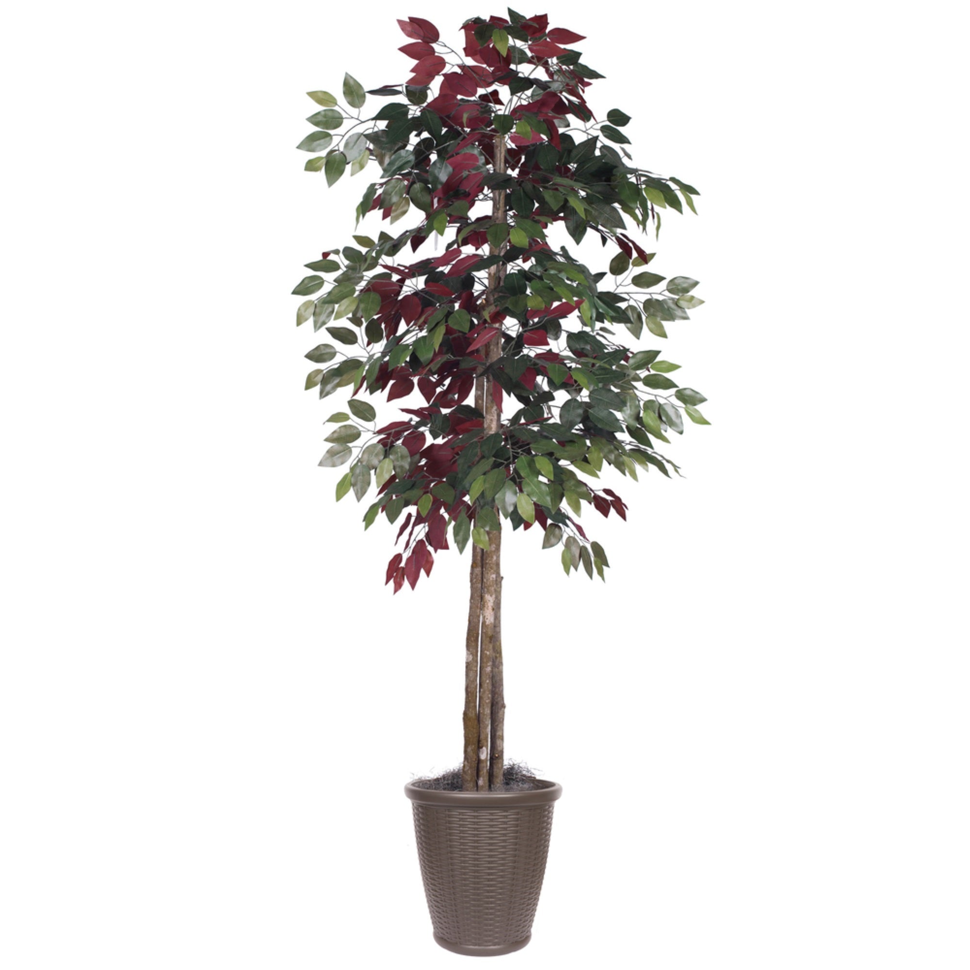 6' Capensia Deluxe Round Brown Cont