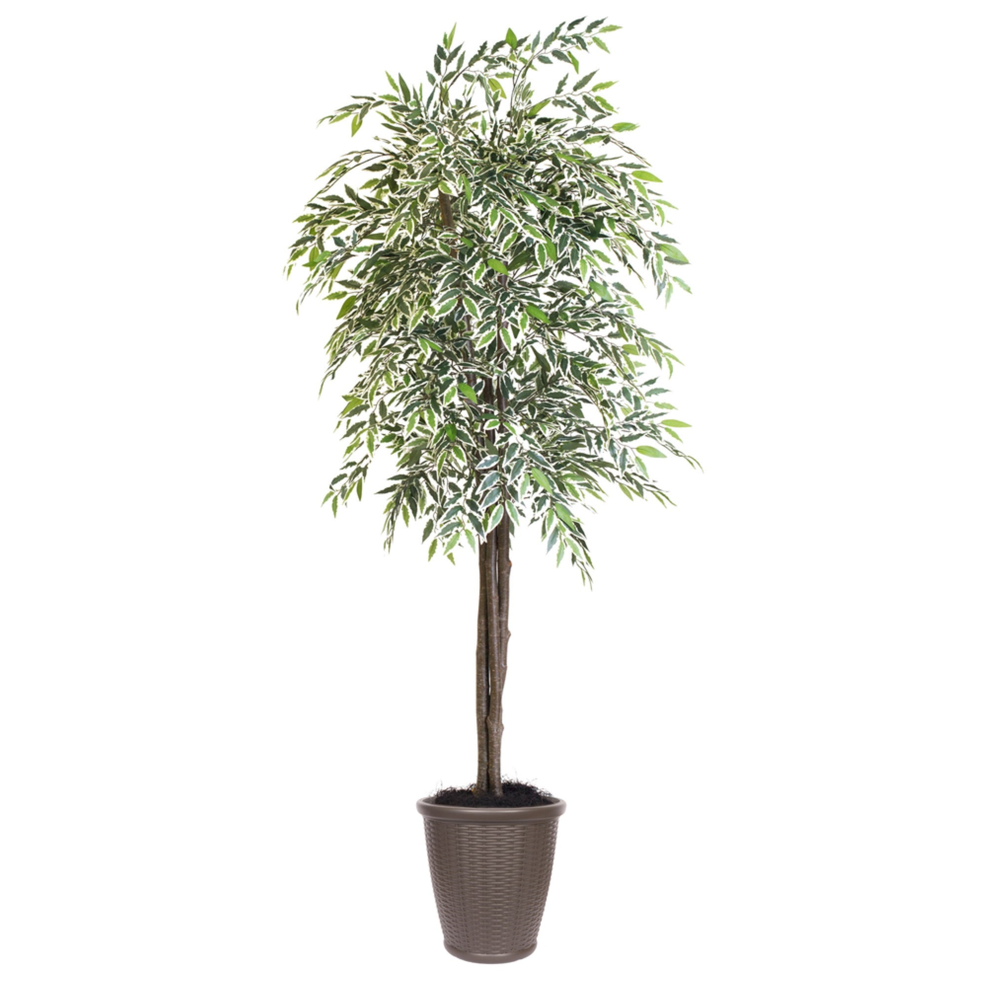6' Varigated Smilax Deluxe Rnd Brown