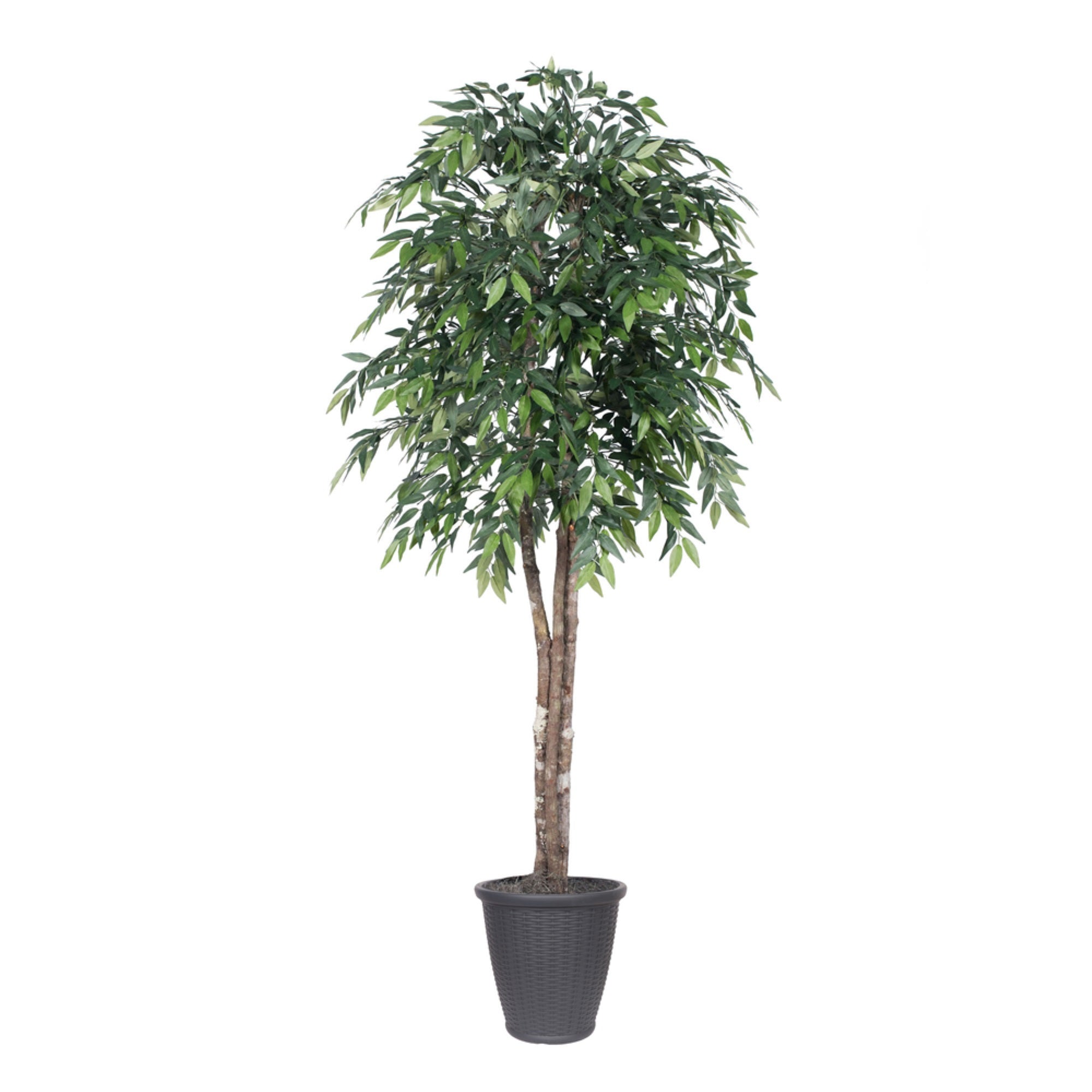 6' Green Smilax Deluxe Round Gray Cont