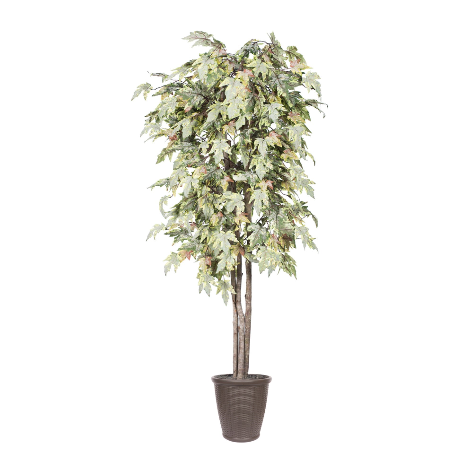 6' Frosted Maple Deluxe Round Brown Cont