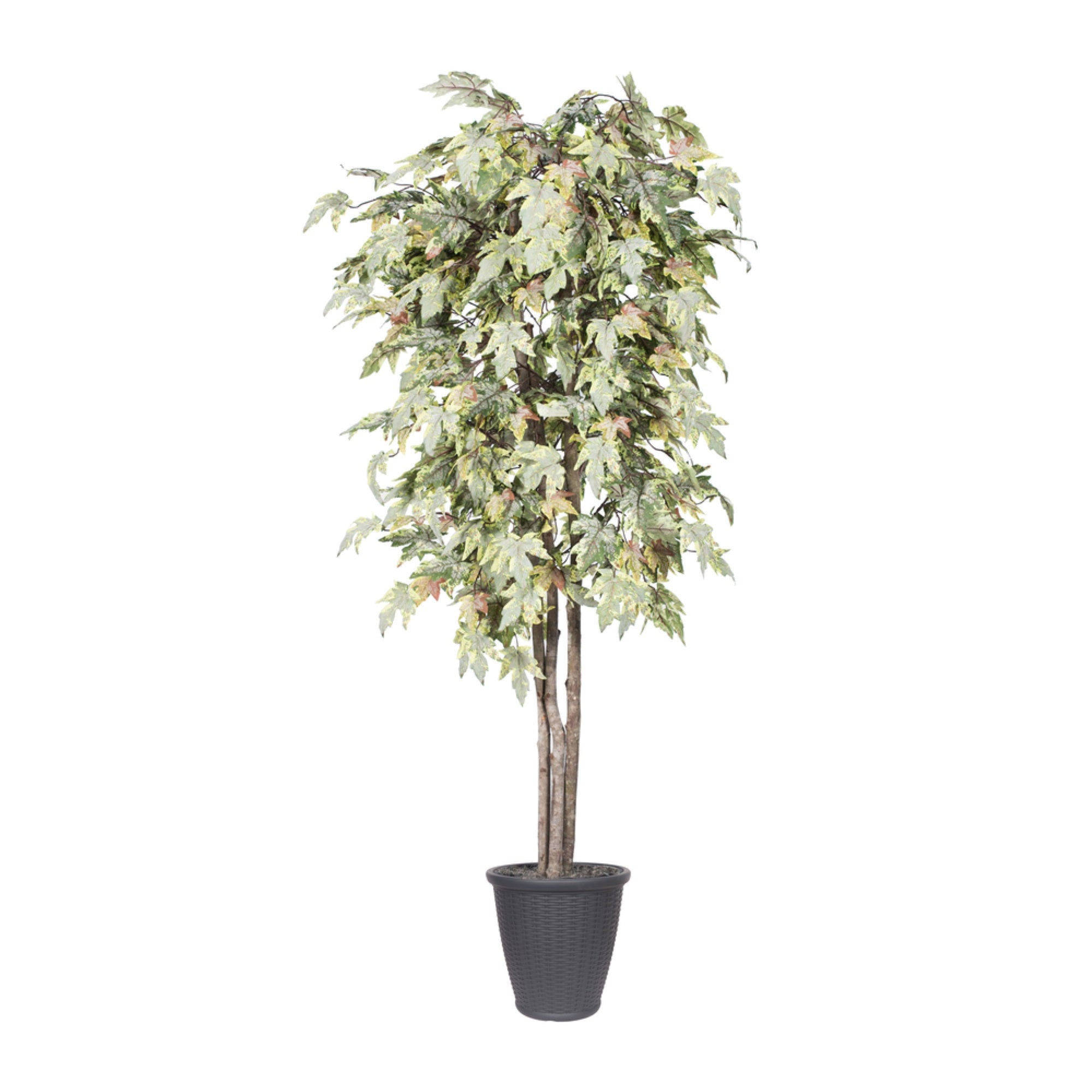 6' Frosted Maple Deluxe Round Gray Cont