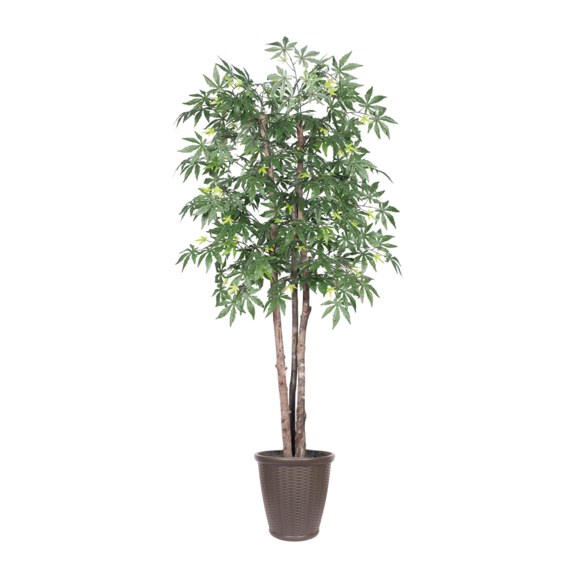 6' Japanese Maple Deluxe Rnd Brown Cont