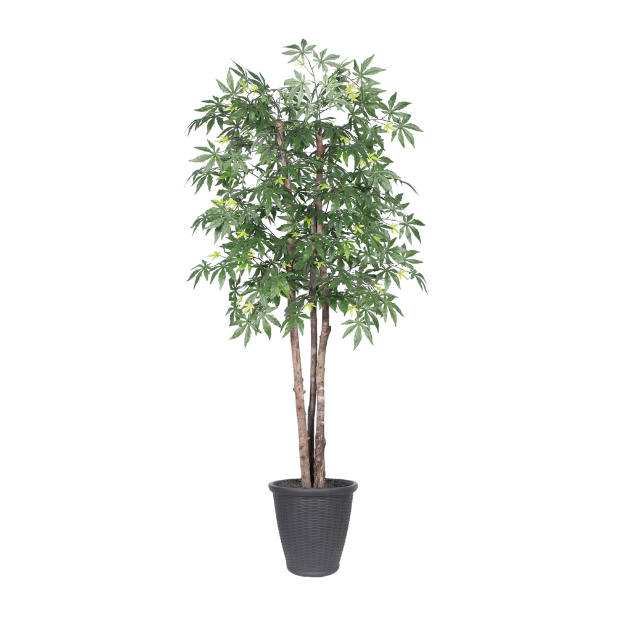 6' Japanese Maple Deluxe Round Gray Cont