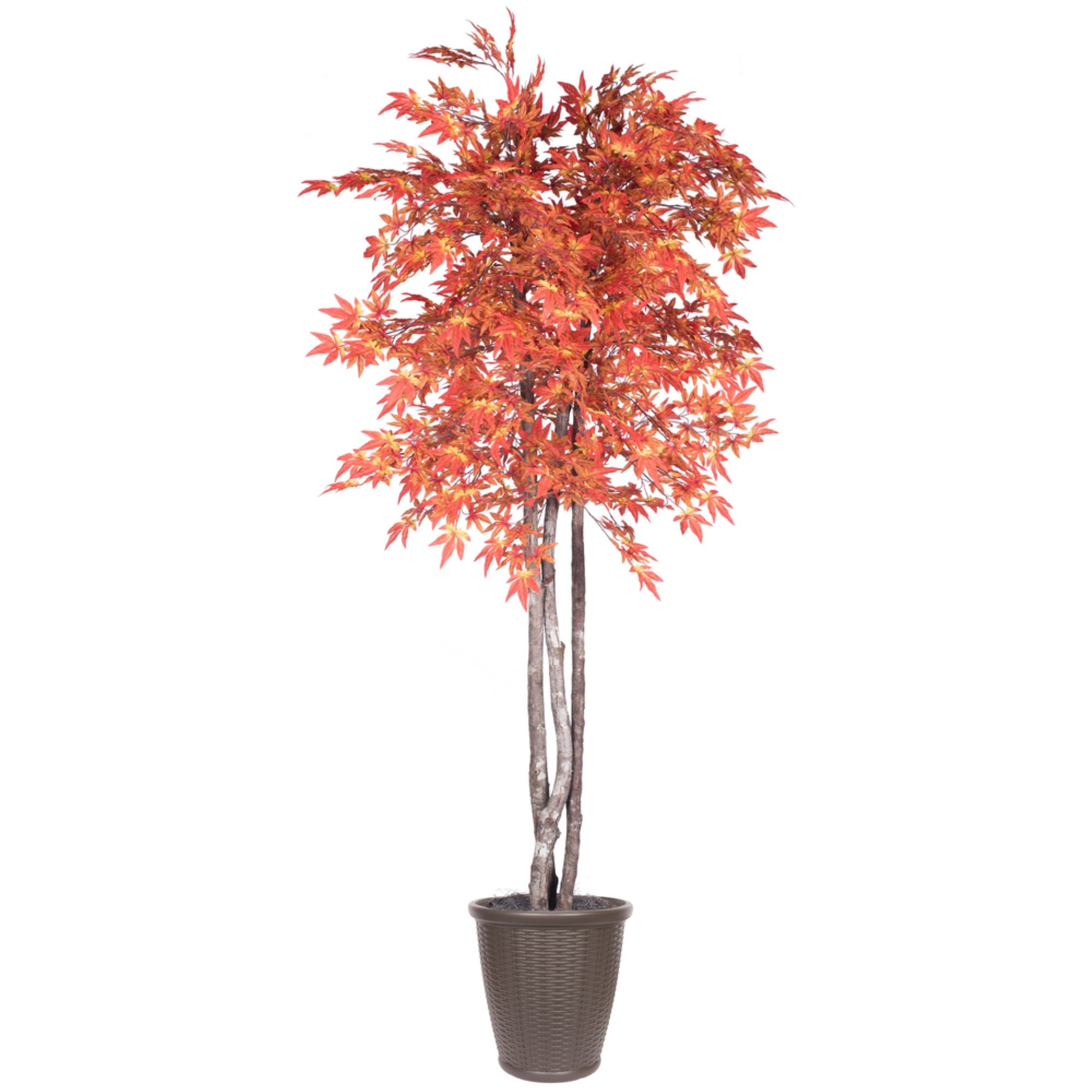 6' Orange Maple Deluxe Round Brown Cont