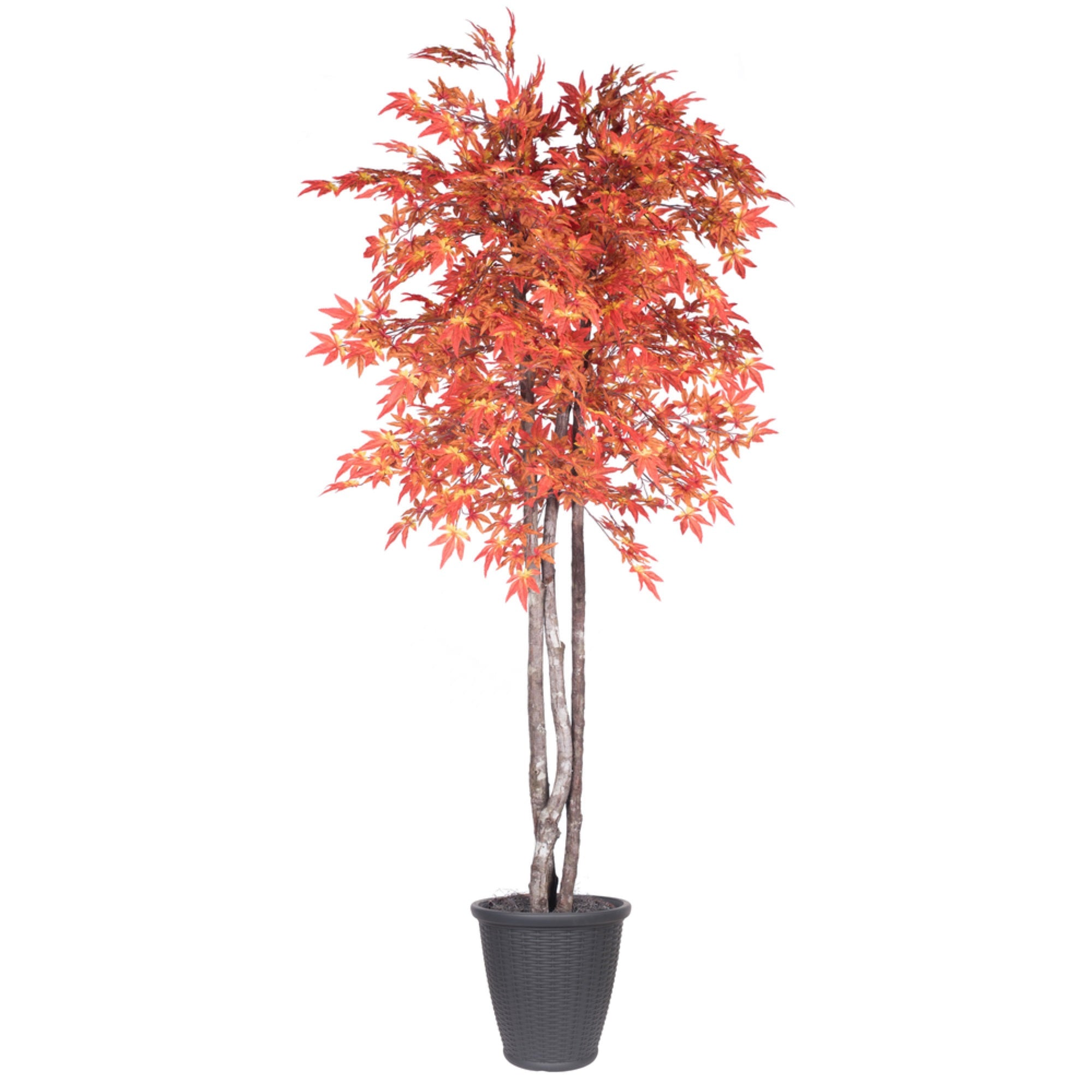 6' Orange Maple Deluxe Round Gray Cont