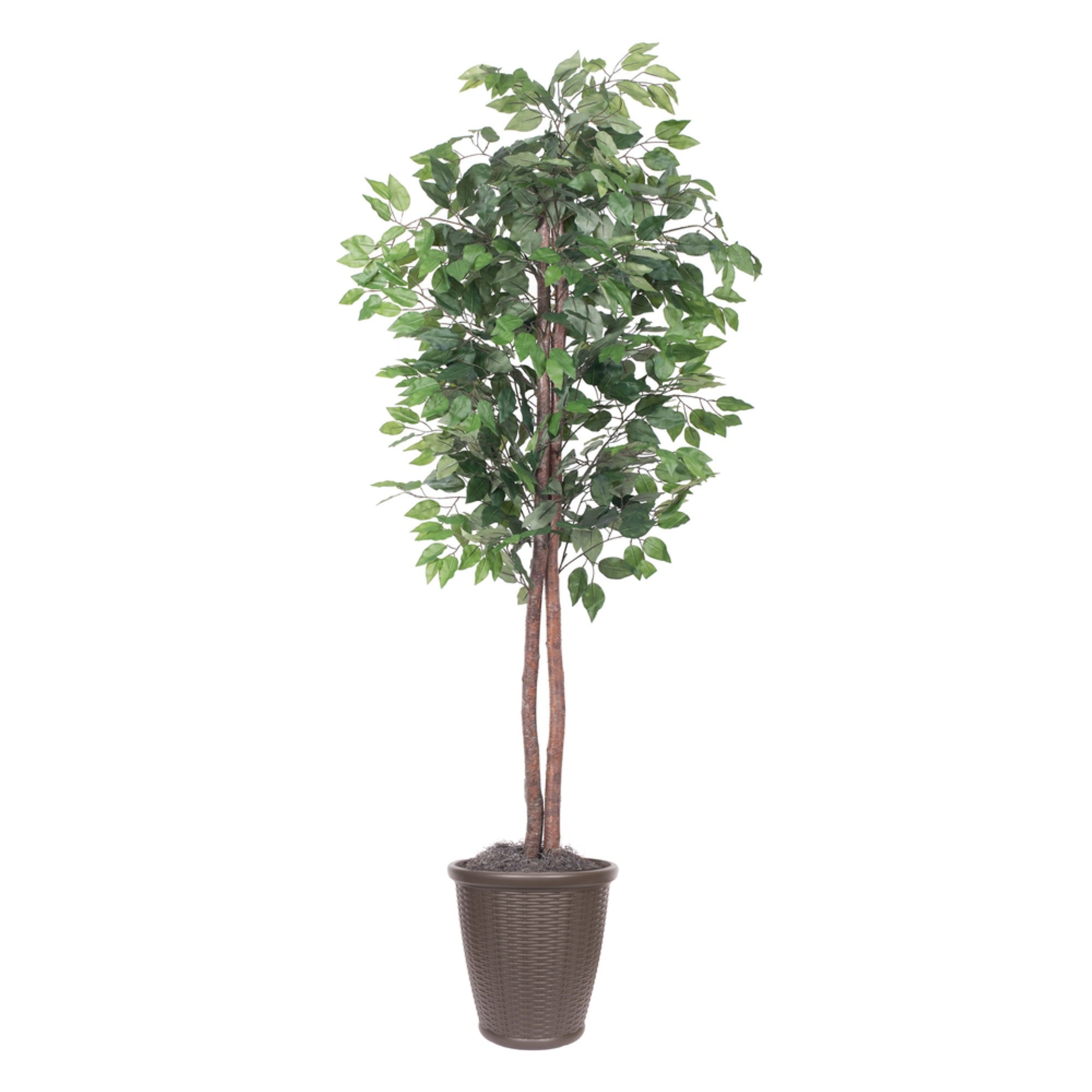 6' Ficus tree Round Brown Container