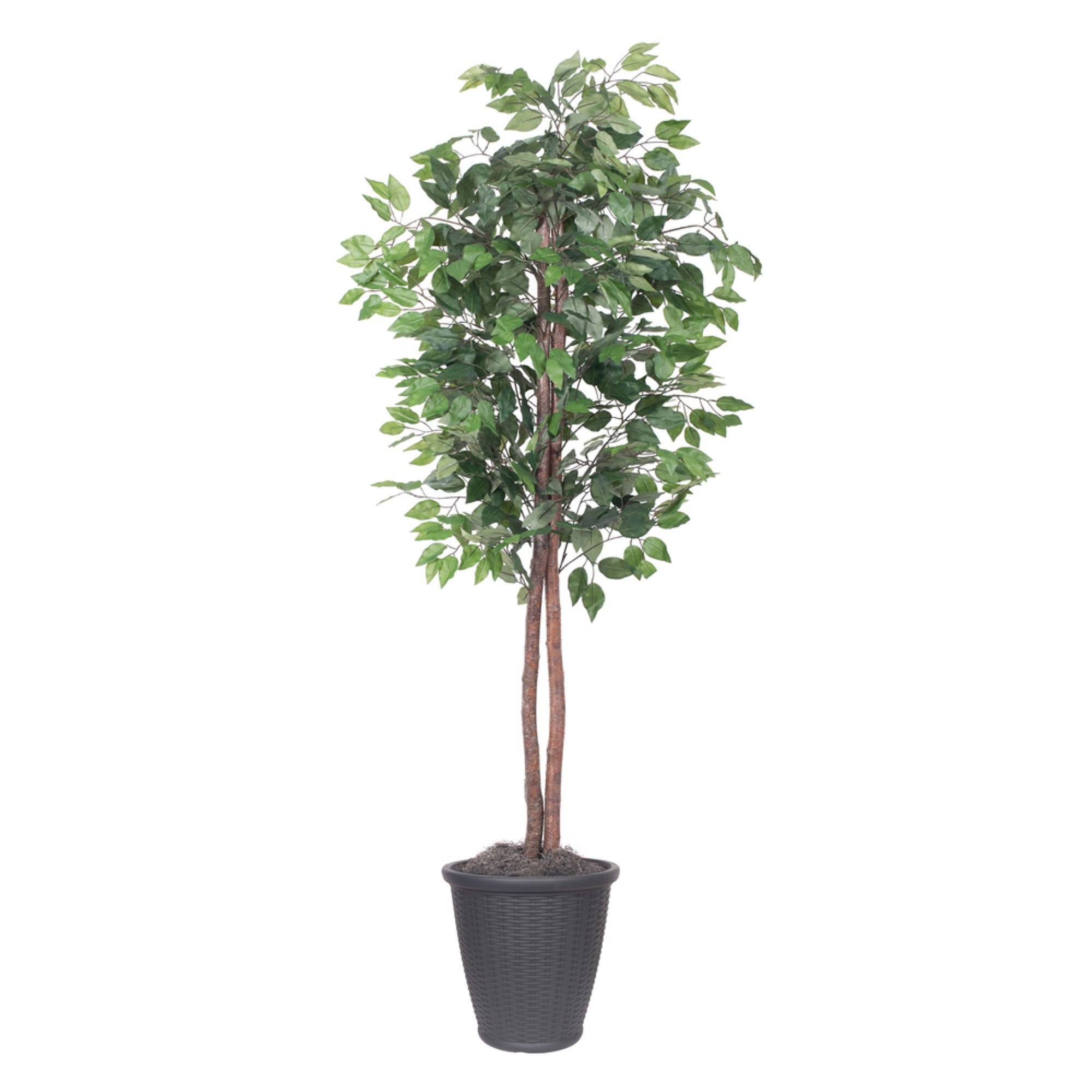6' Ficus tree Round Gray Container