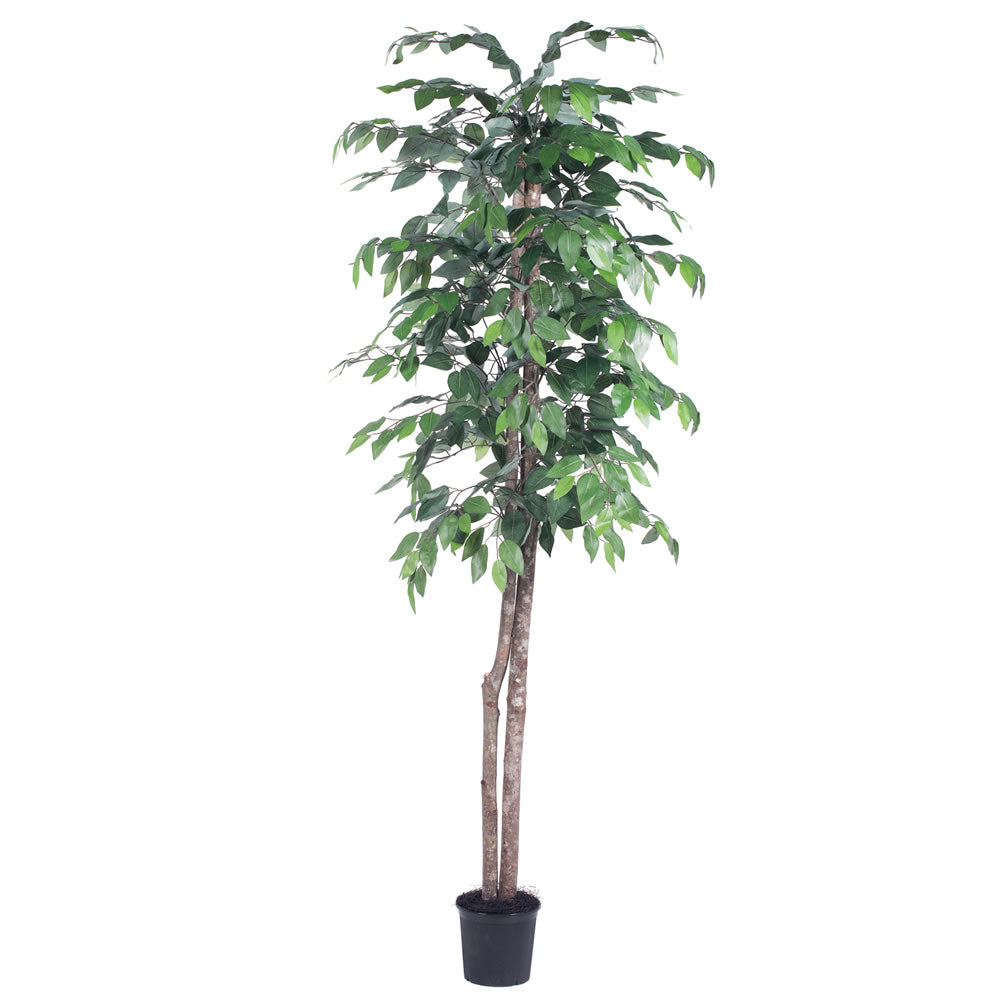 Vickerman 6' Ficus tree - TEC0160-07