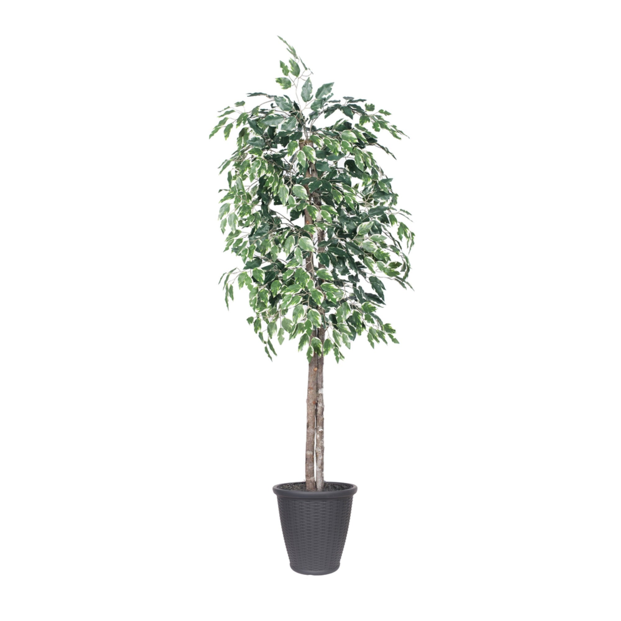 6' Variegated Ficus Tree Round Gray Cont