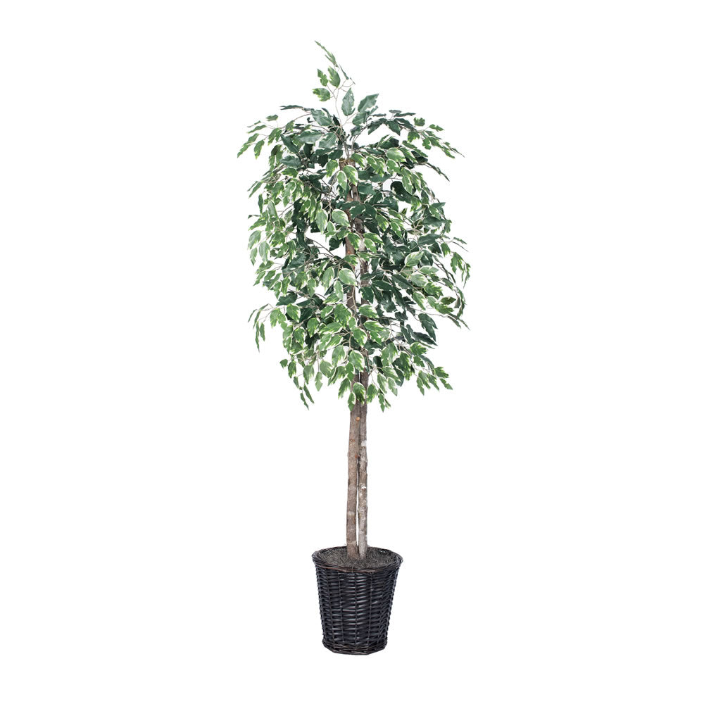 Vickerman 6' Variegated Ficus Tree - TEC0260
