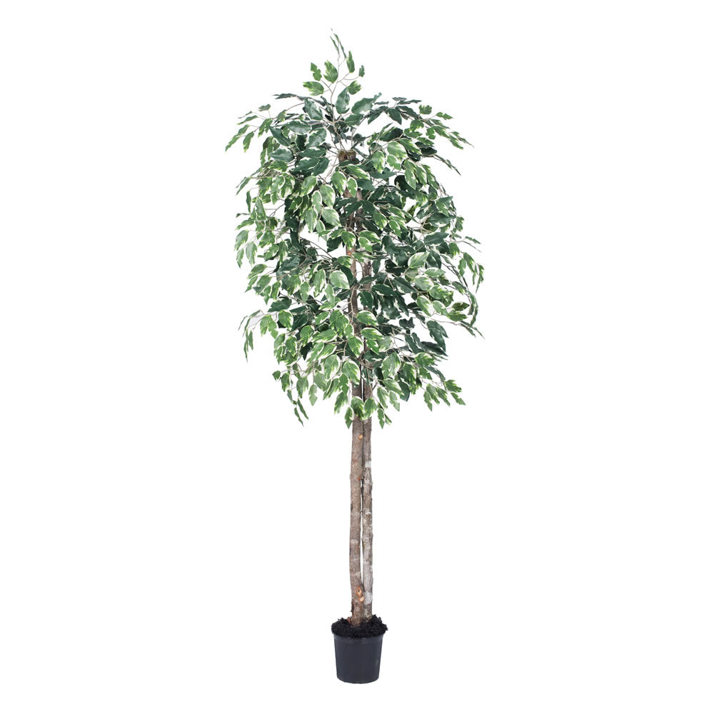 Vickerman 6' Variegated Ficus tree - TEC0260-07