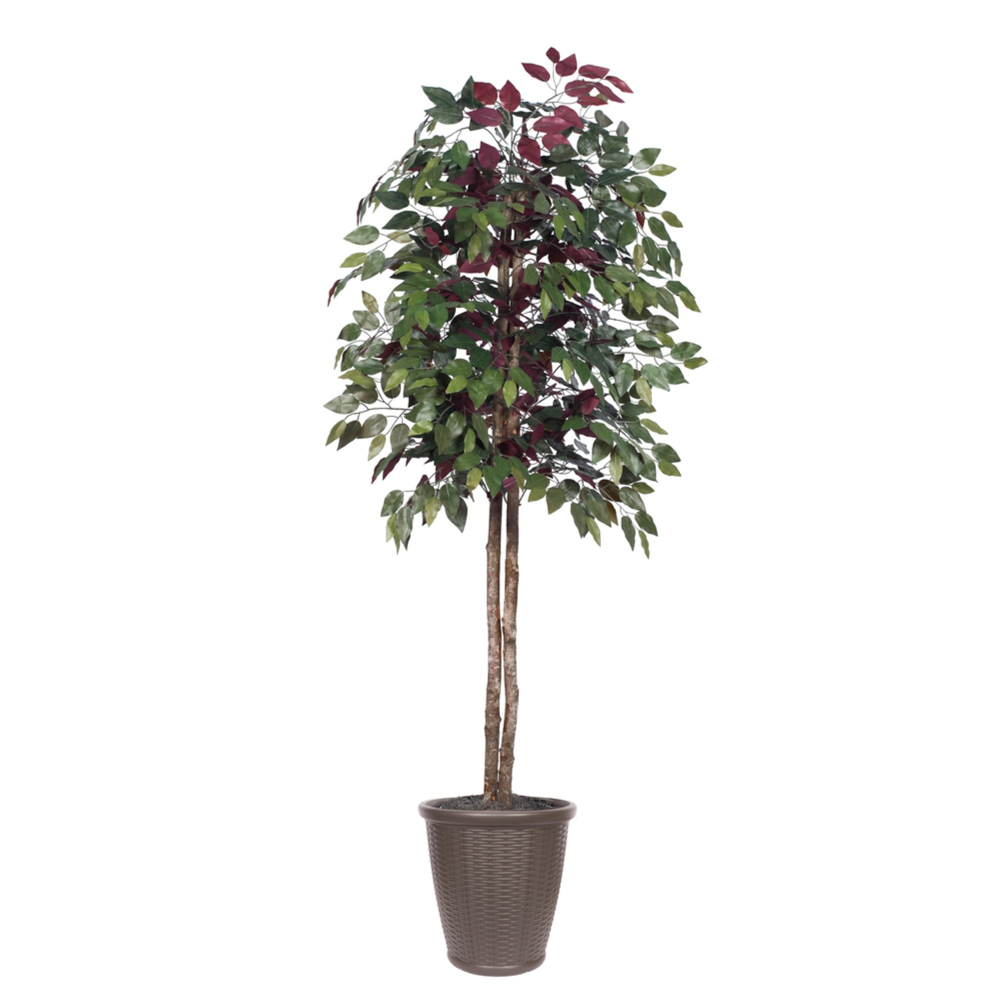 6' Capensia tree Round Brown Container