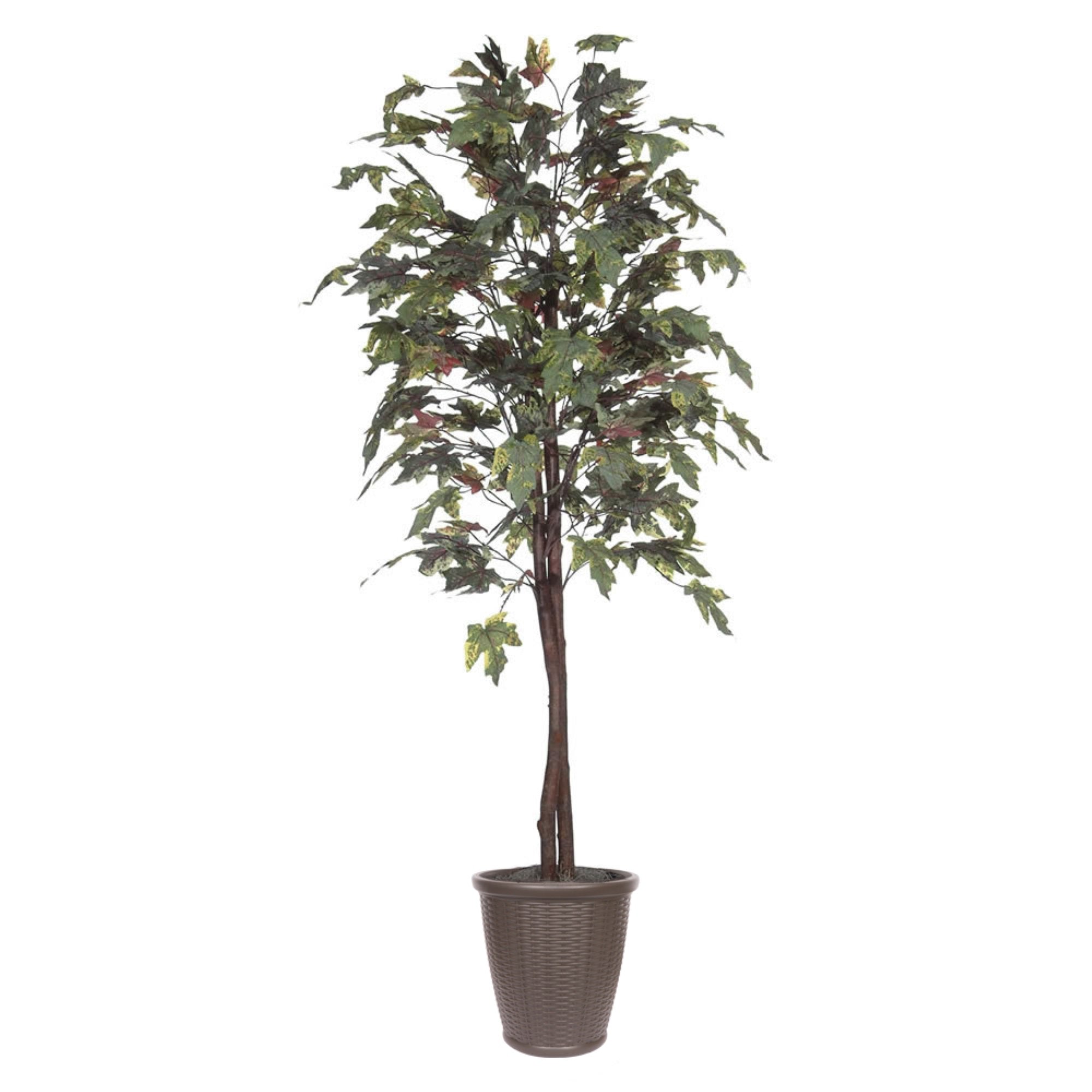 6' Frosted Maple tree Round Brown Cont