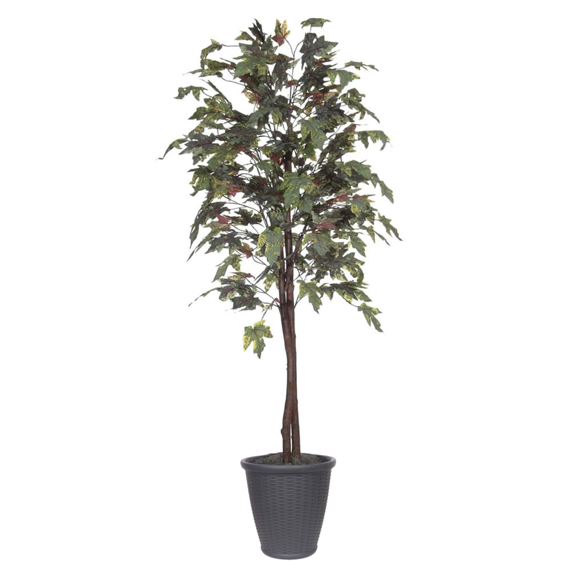 6' Frosted Maple tree Round Gray Cont
