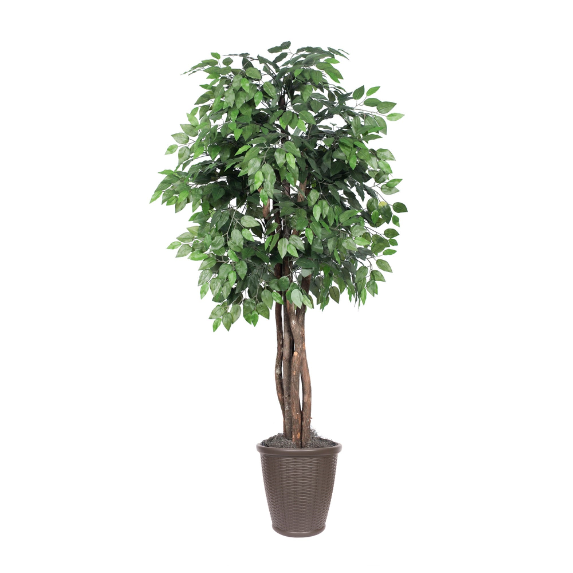 6' Ficus Executive Round Brown Cont