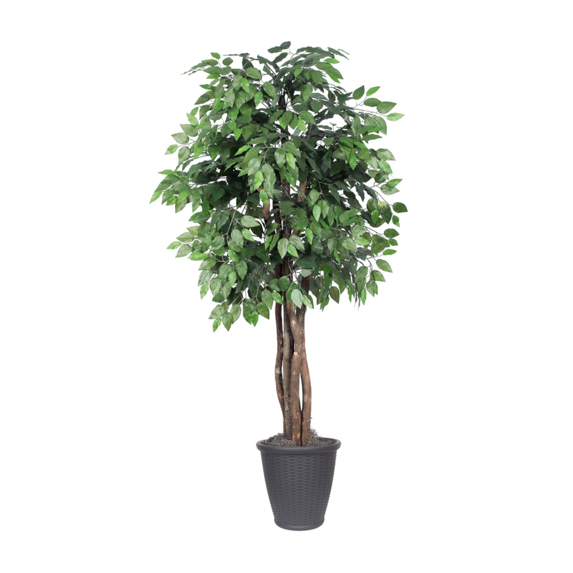 6' Ficus Executive Round Gray Container