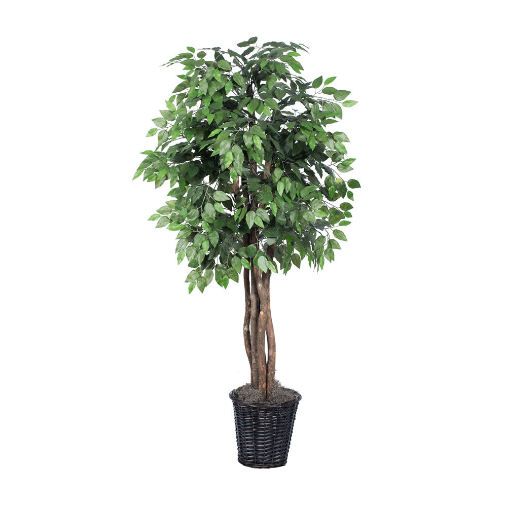 Vickerman 6' Ficus Executive - TEX0160