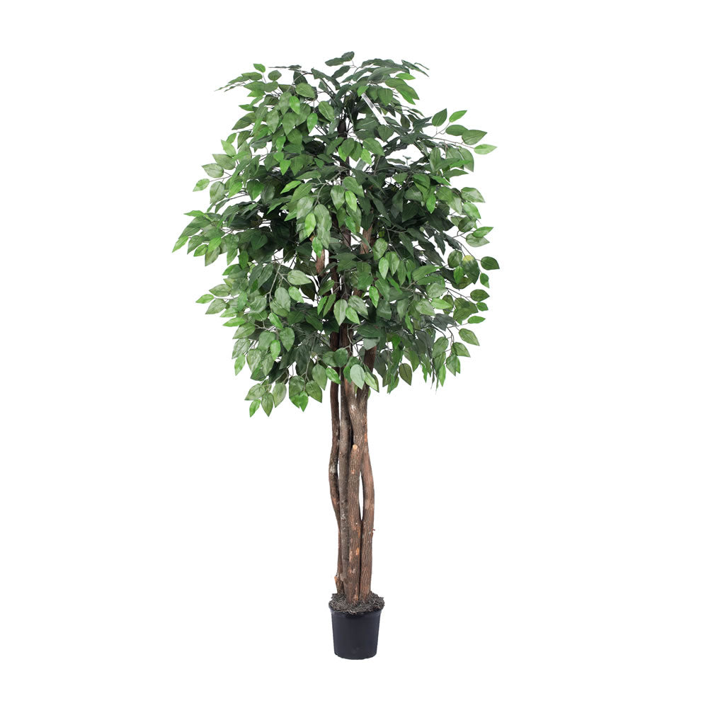 Vickerman 6' Ficus Executive - TEX0160-07